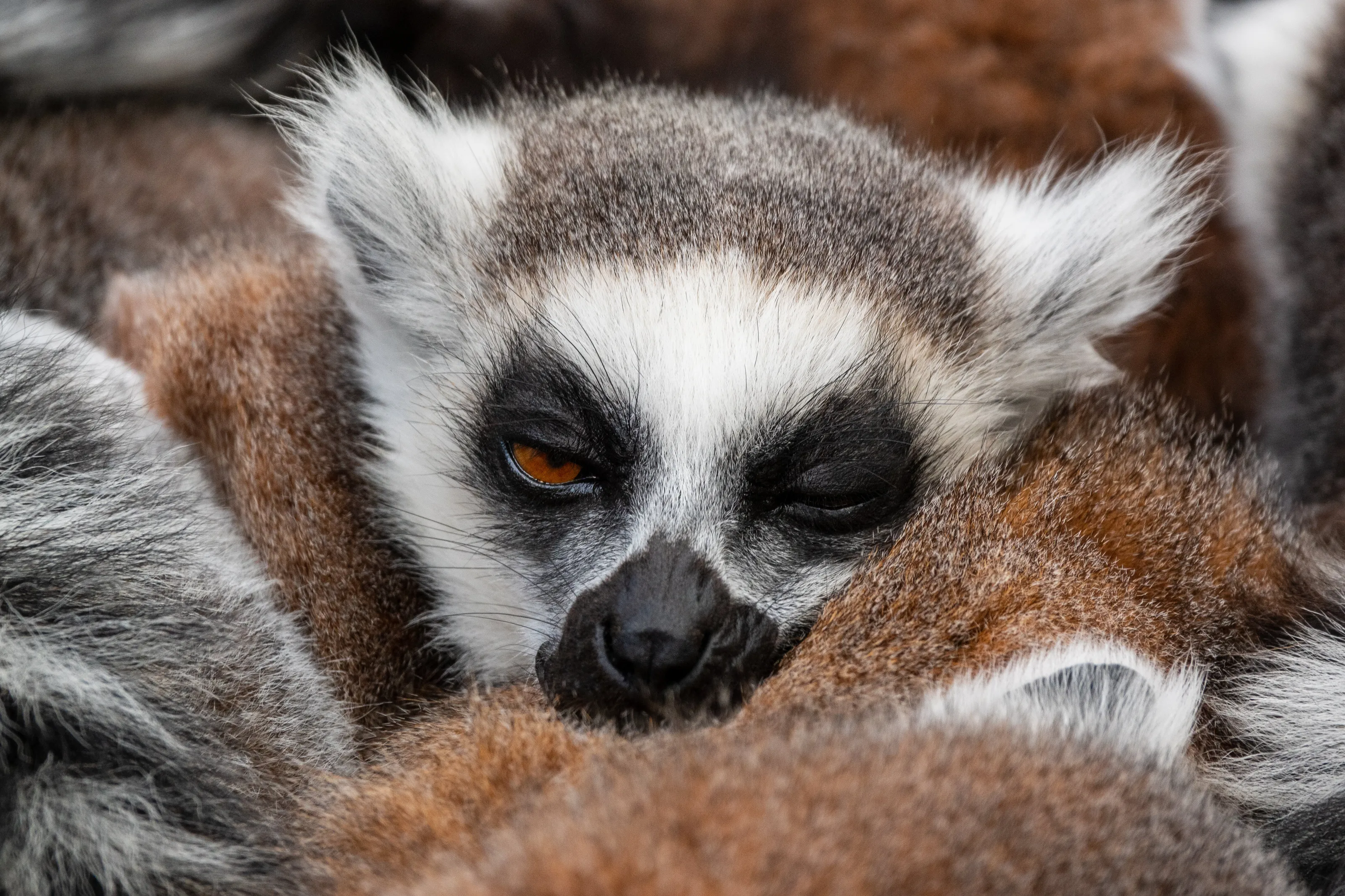 Sleepy Ring-Tailed Lemur