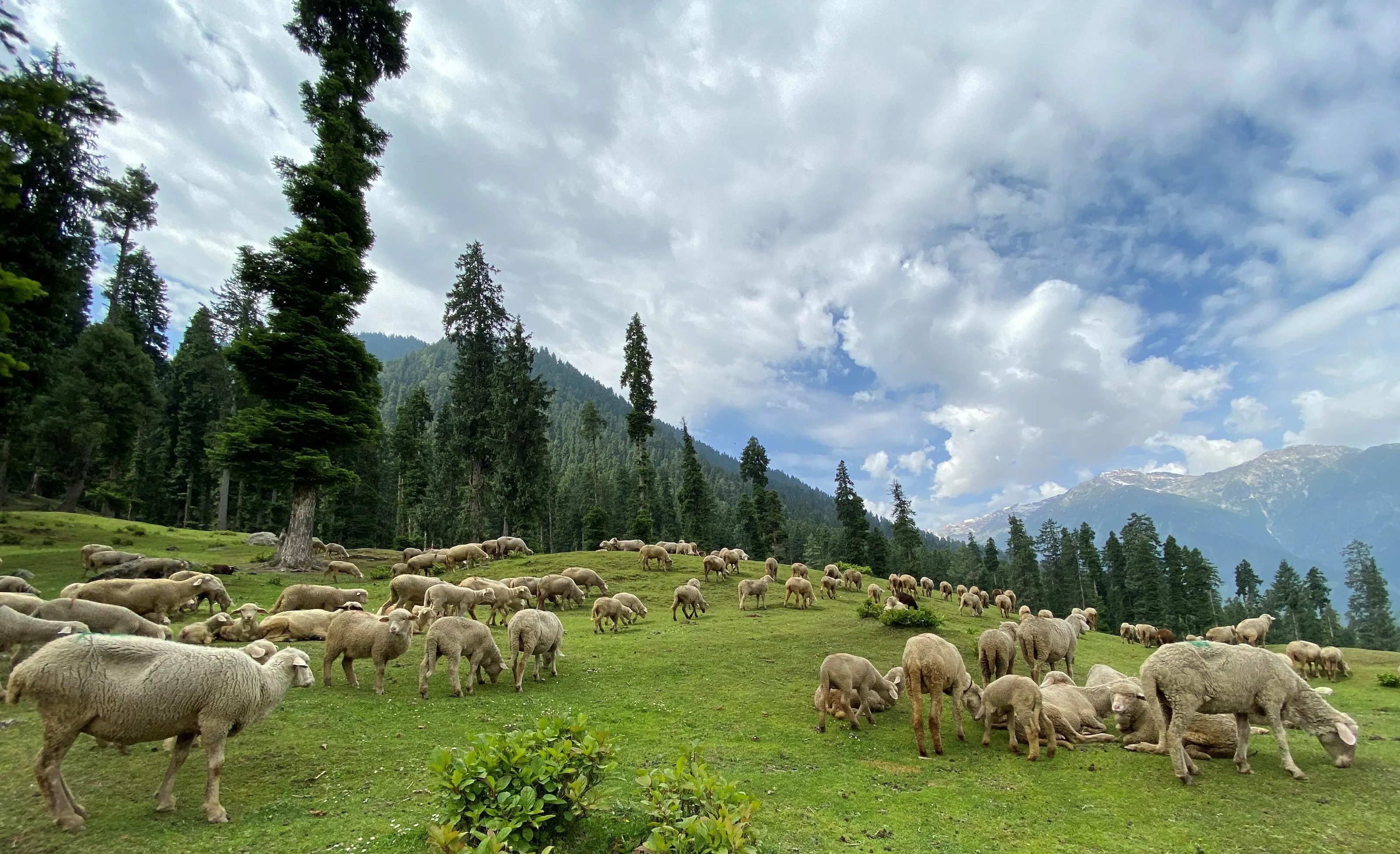 Kashmir/Pahalgam 1