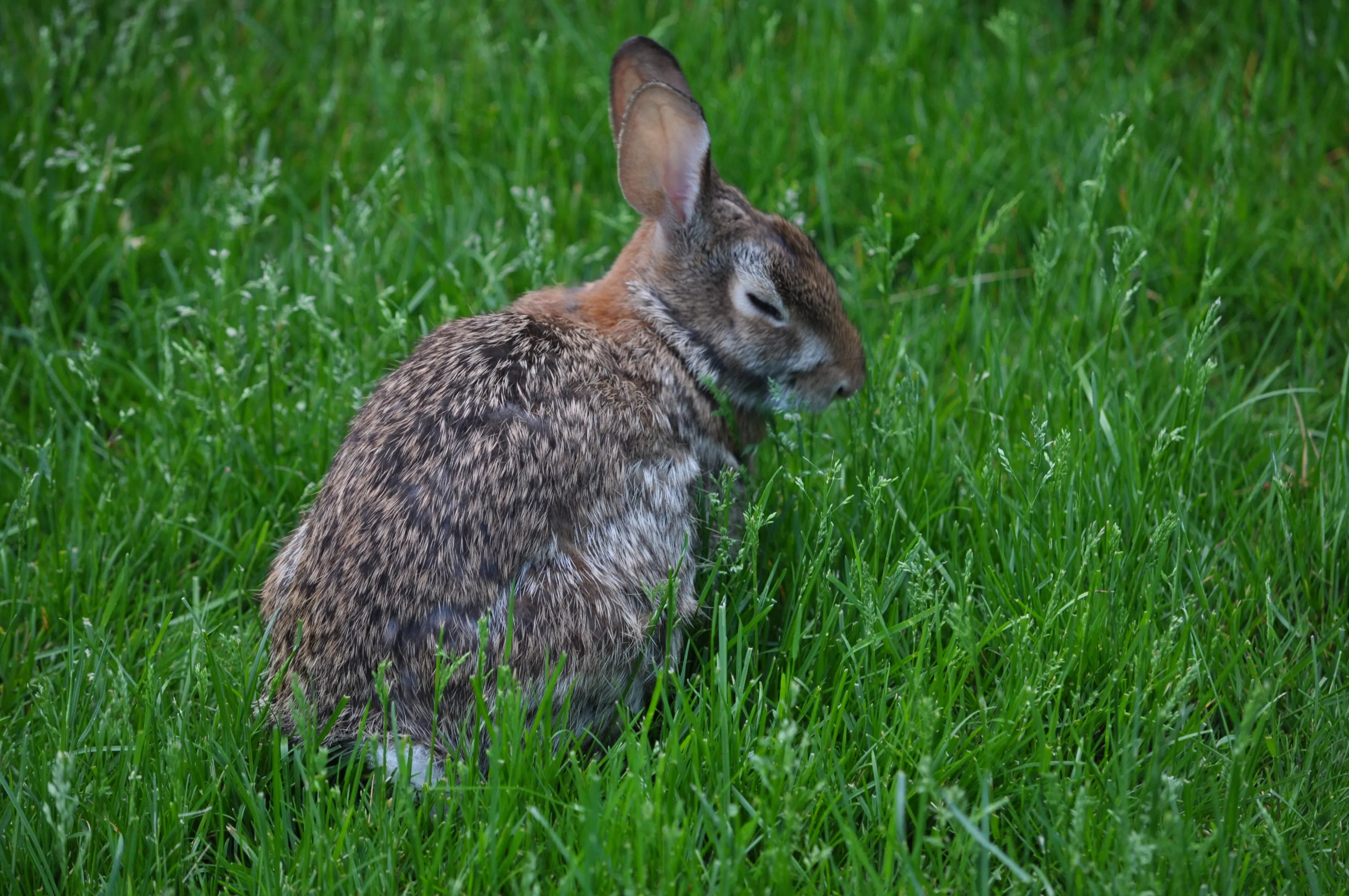 Bunny Mom