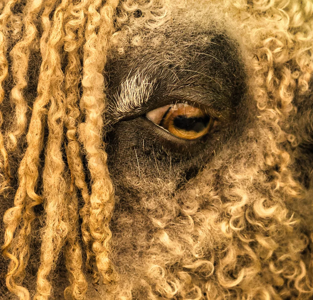 Ewe looking at me