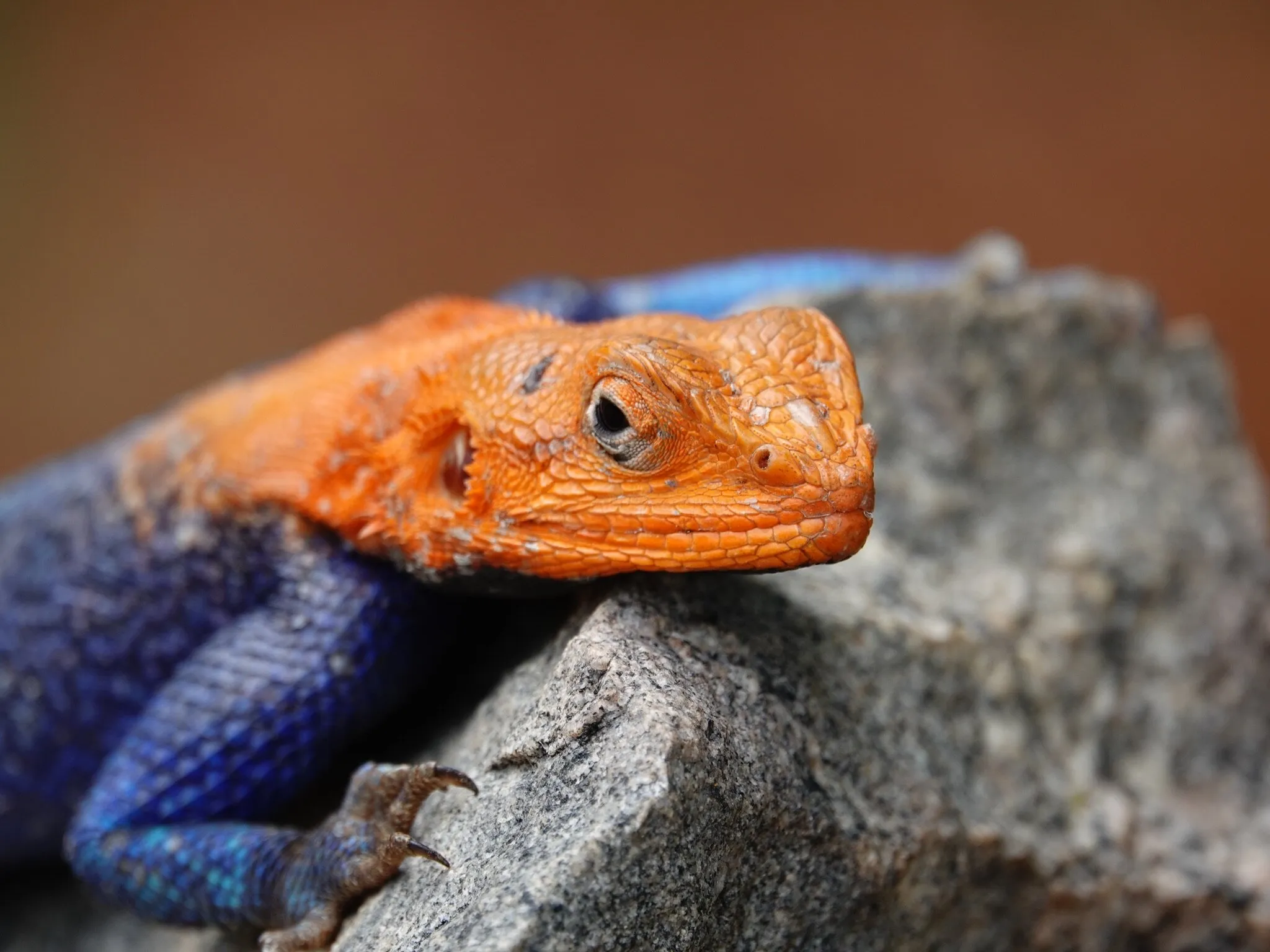 Blue Agama