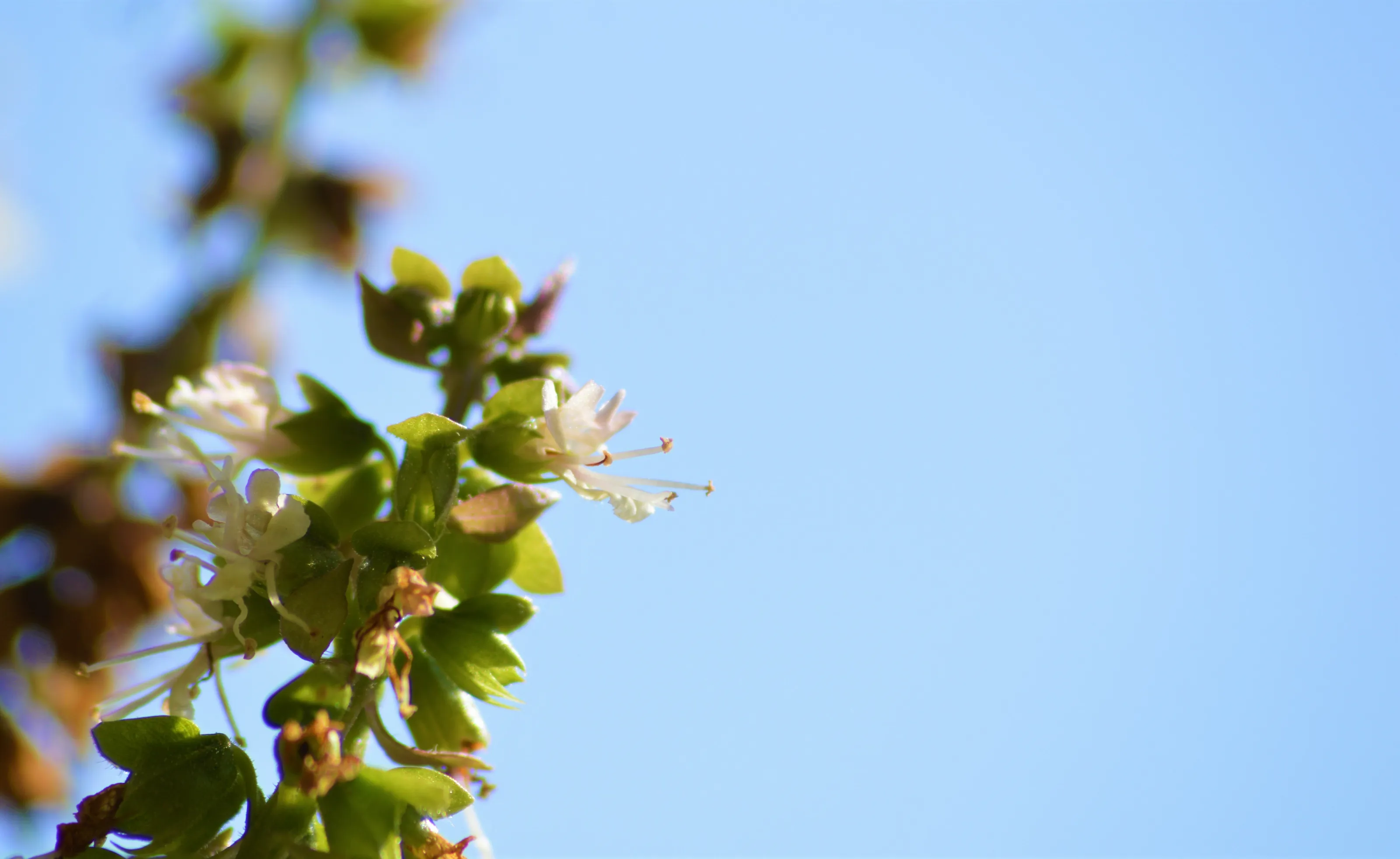 jasmine blooming in the morning