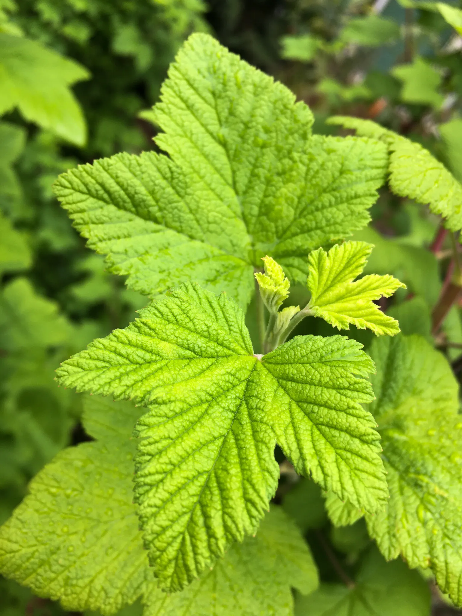 Textured Leaf