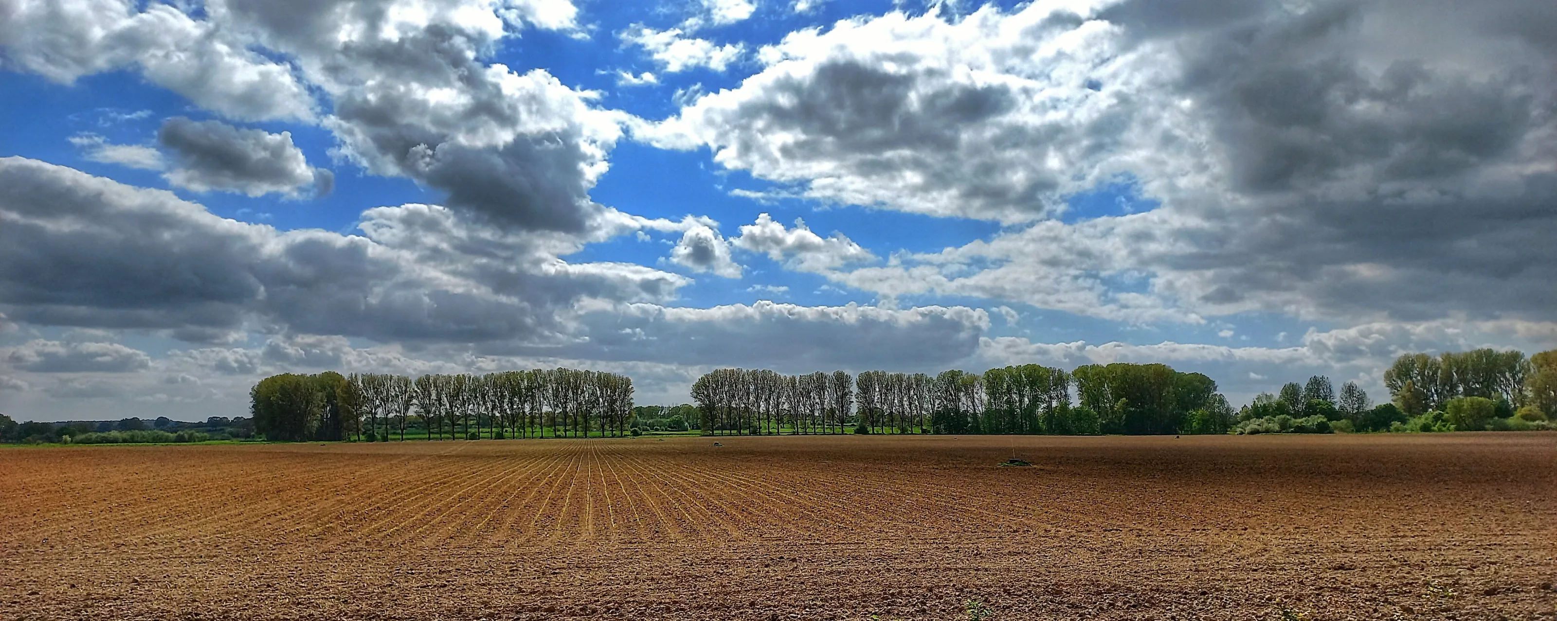 Line of trees