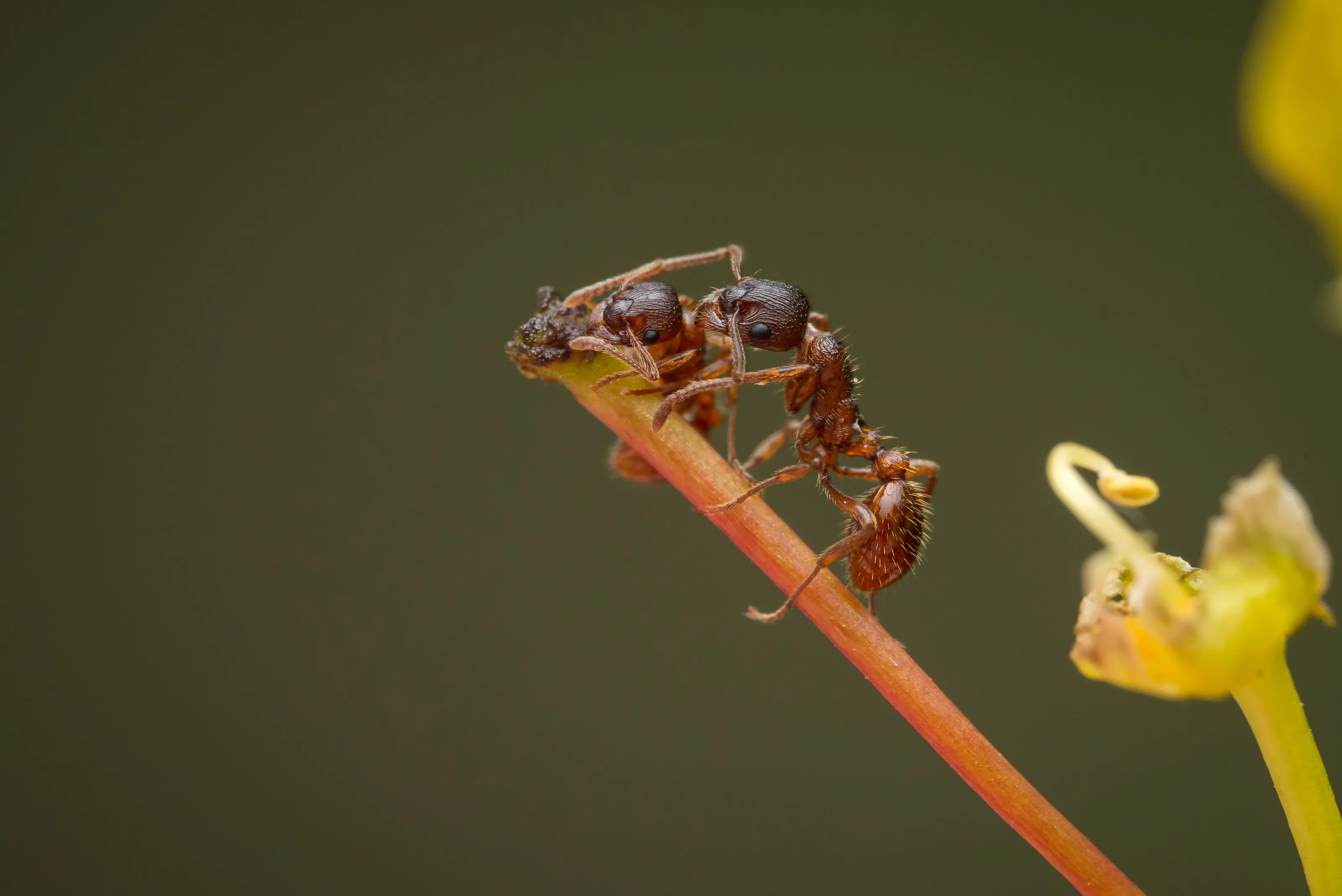 European Fire Ant (Myrmica rubra) on maple