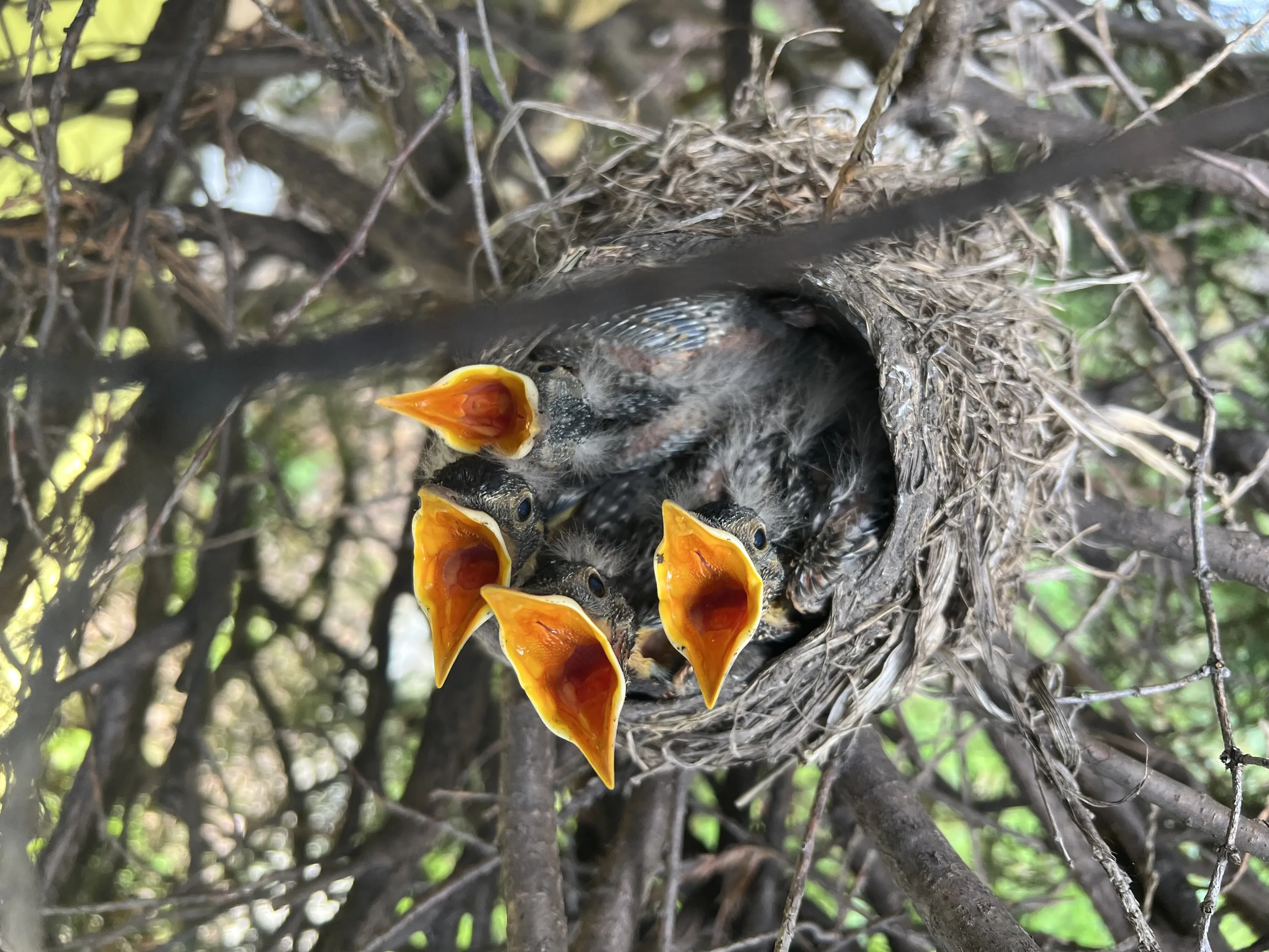 Hungry Babies