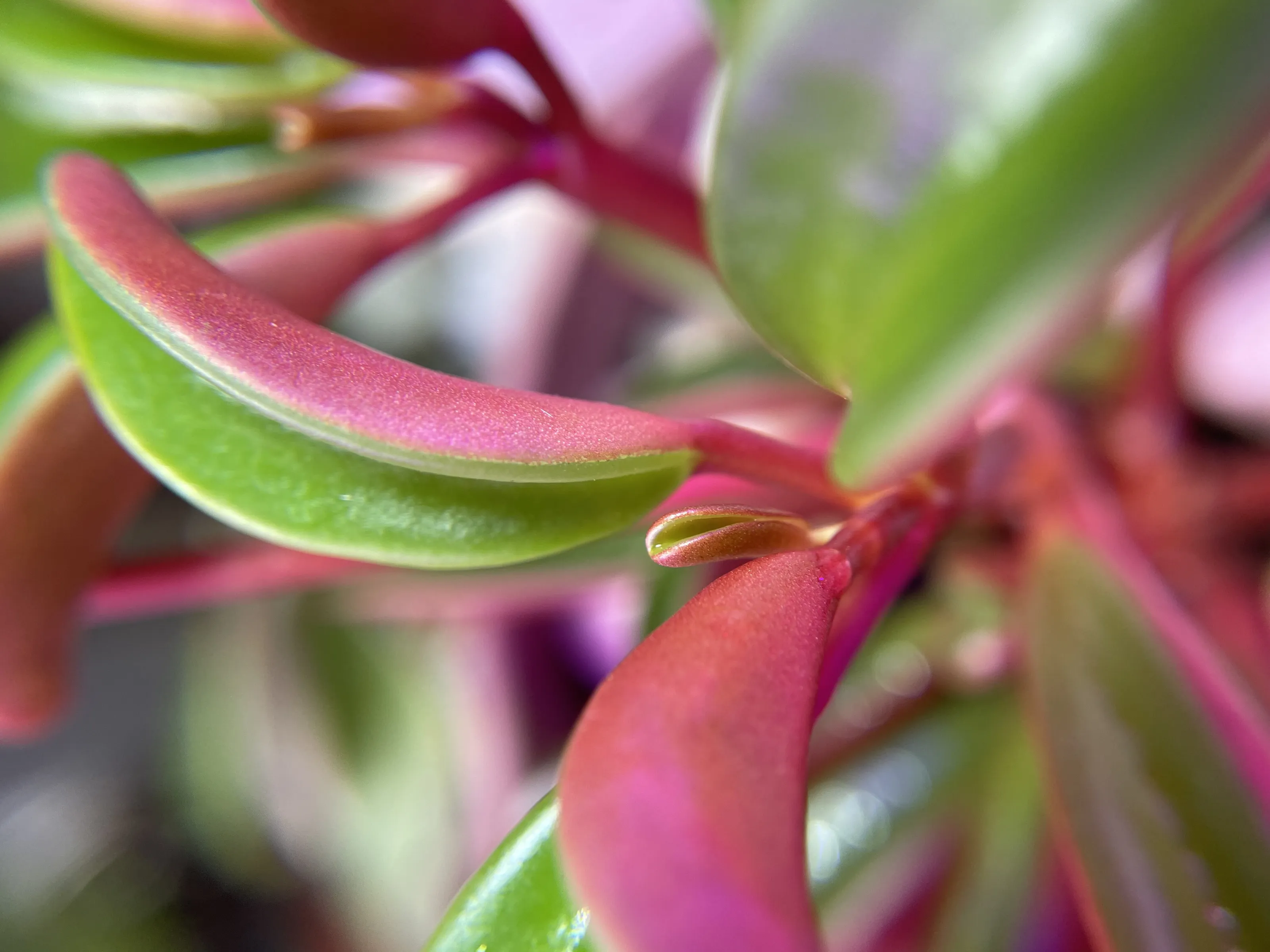 Pepperomia graveolens