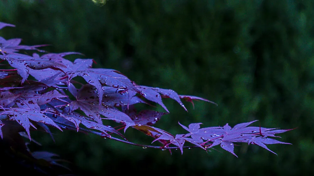 Maple with Tears