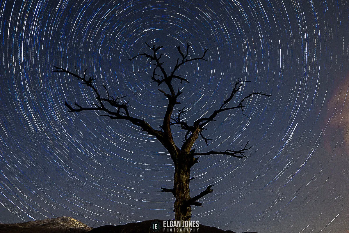 The Trailing Tree