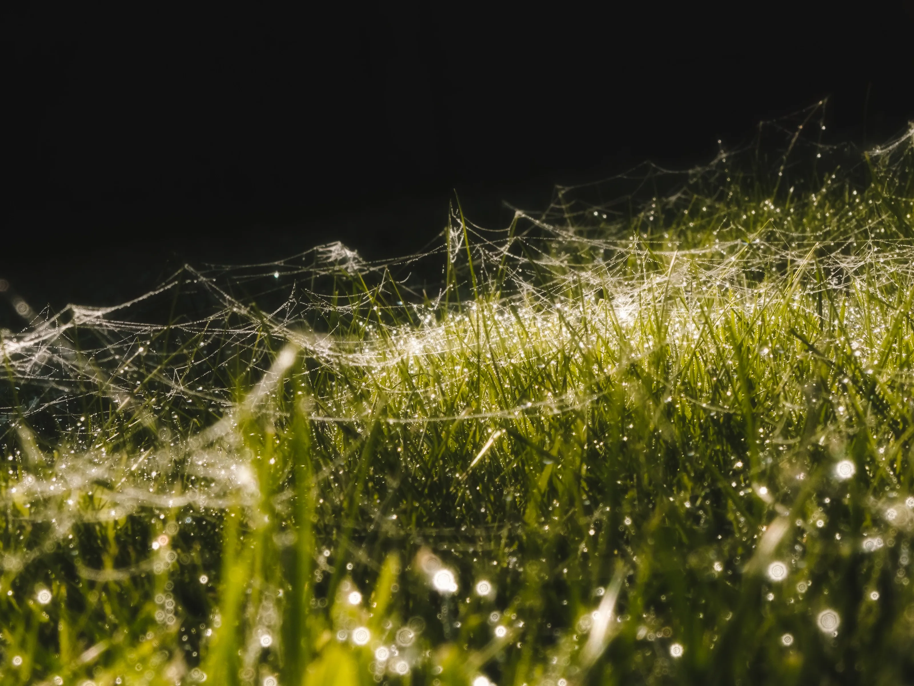 macro webs