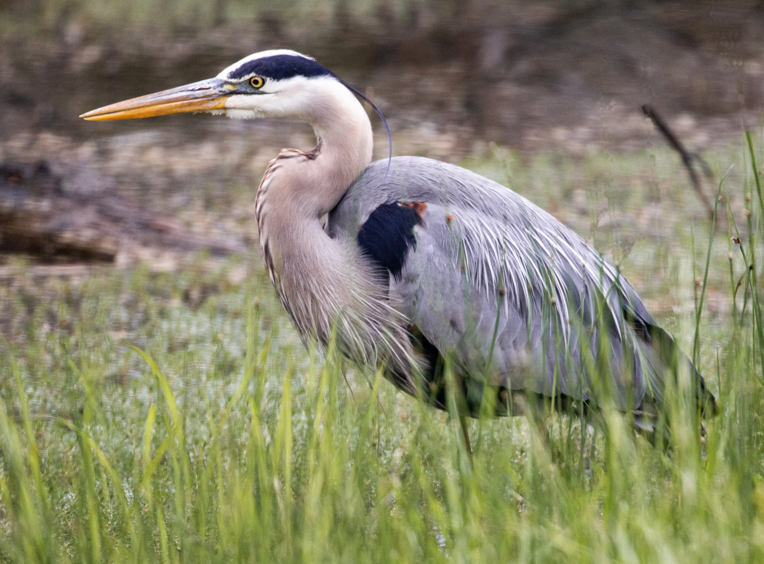 Blue Heron