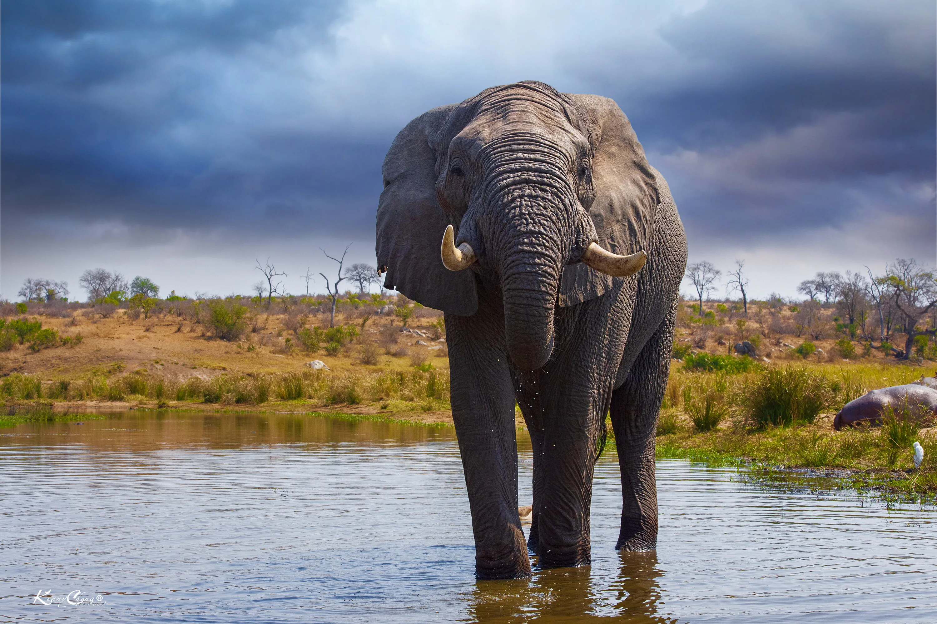 Elephant
