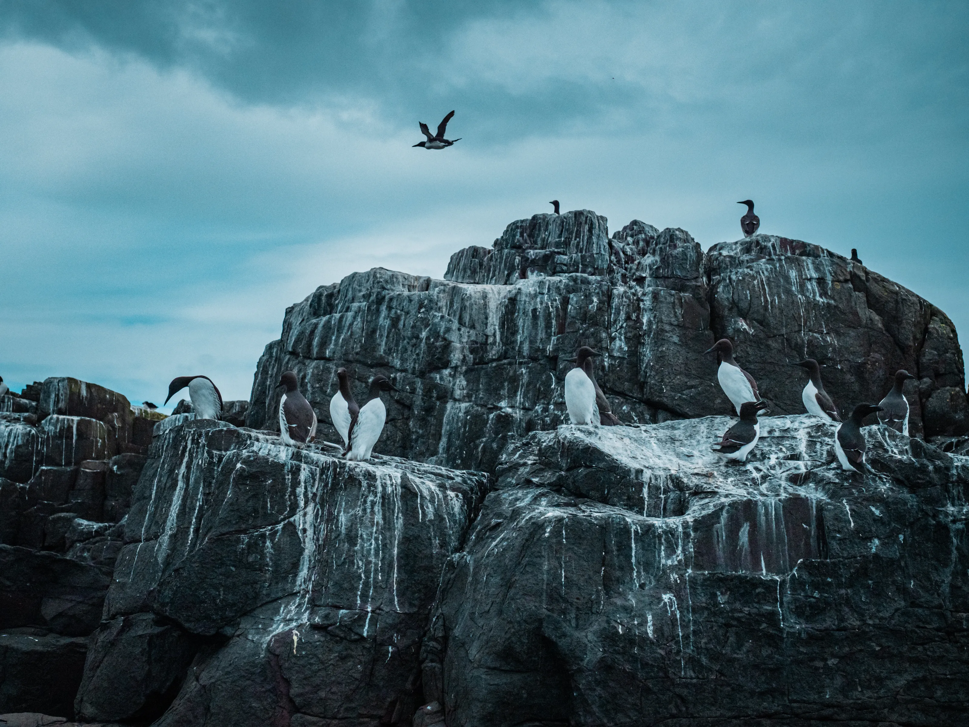 Farne Island Guillemot