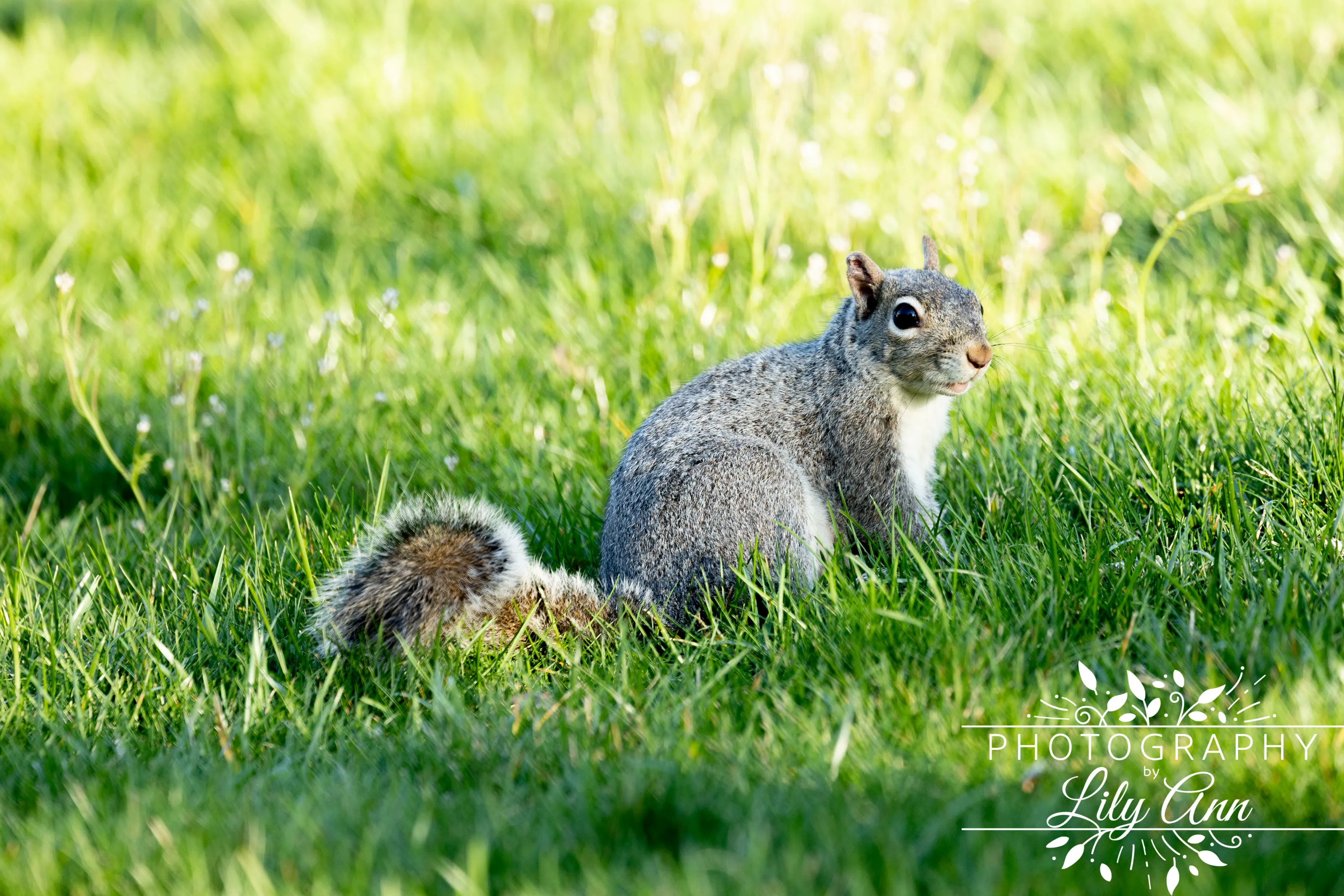 Jack The Squirrel