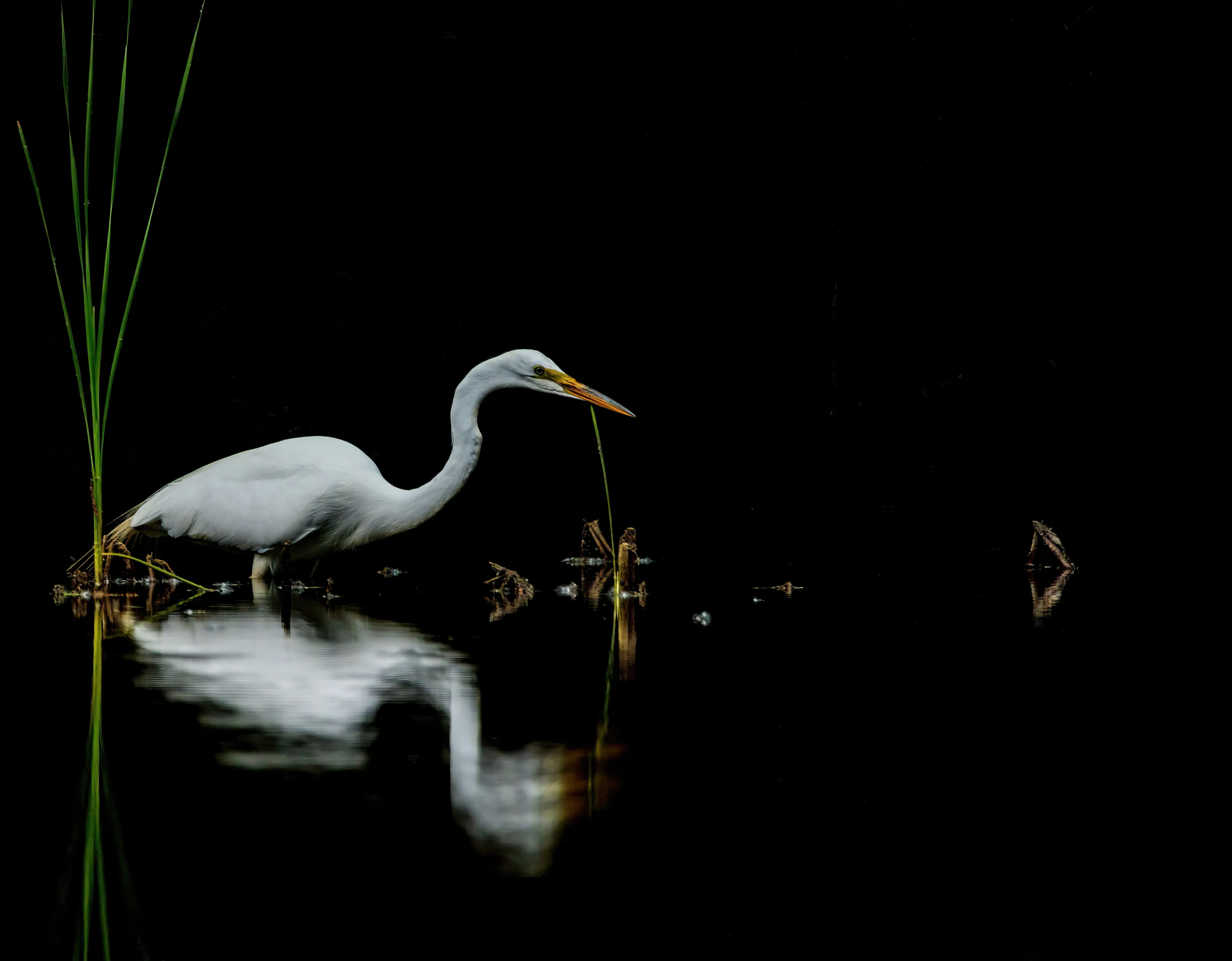 Great Egret