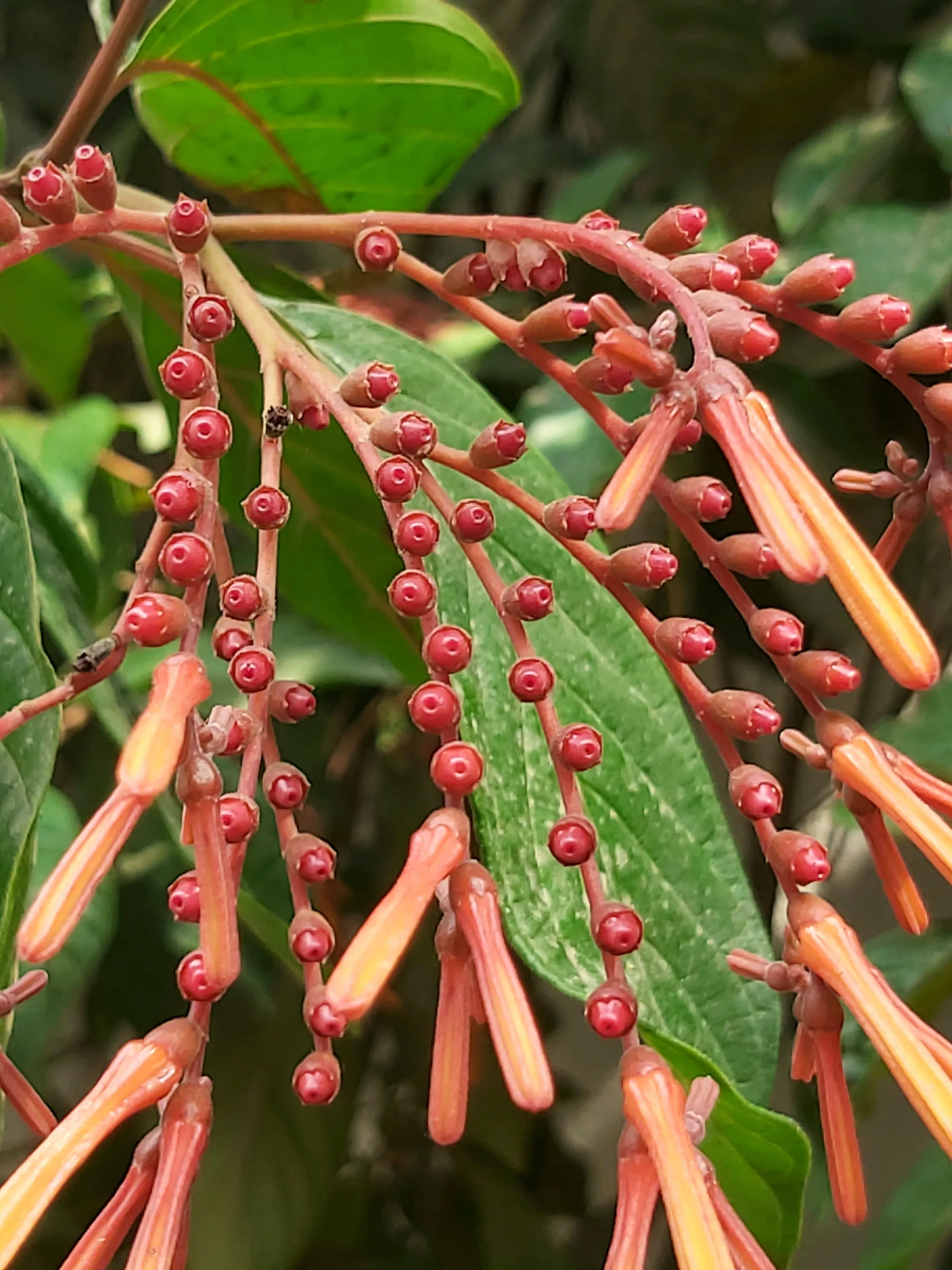 Odontonema tubaeforme