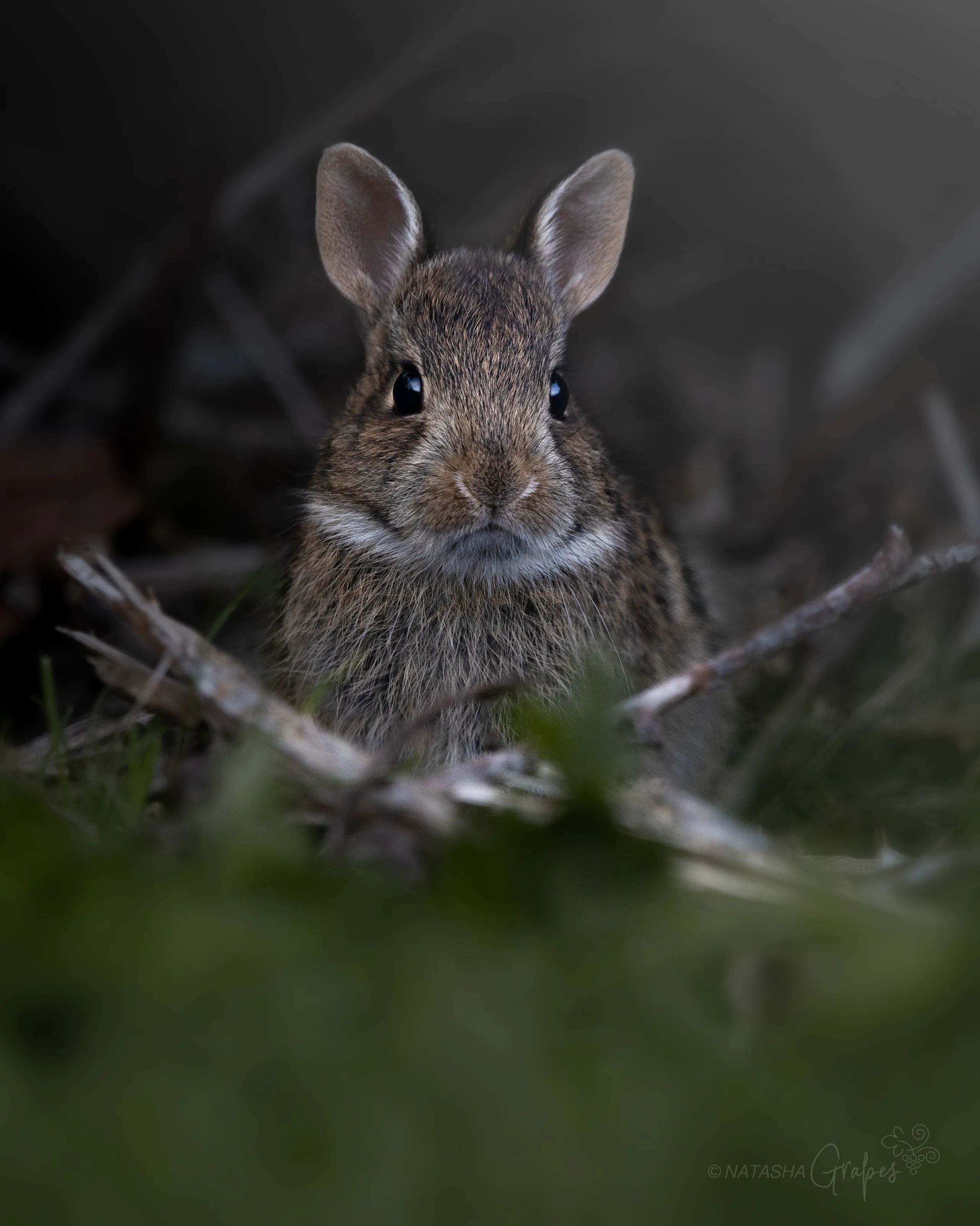 Gwumpy bunny