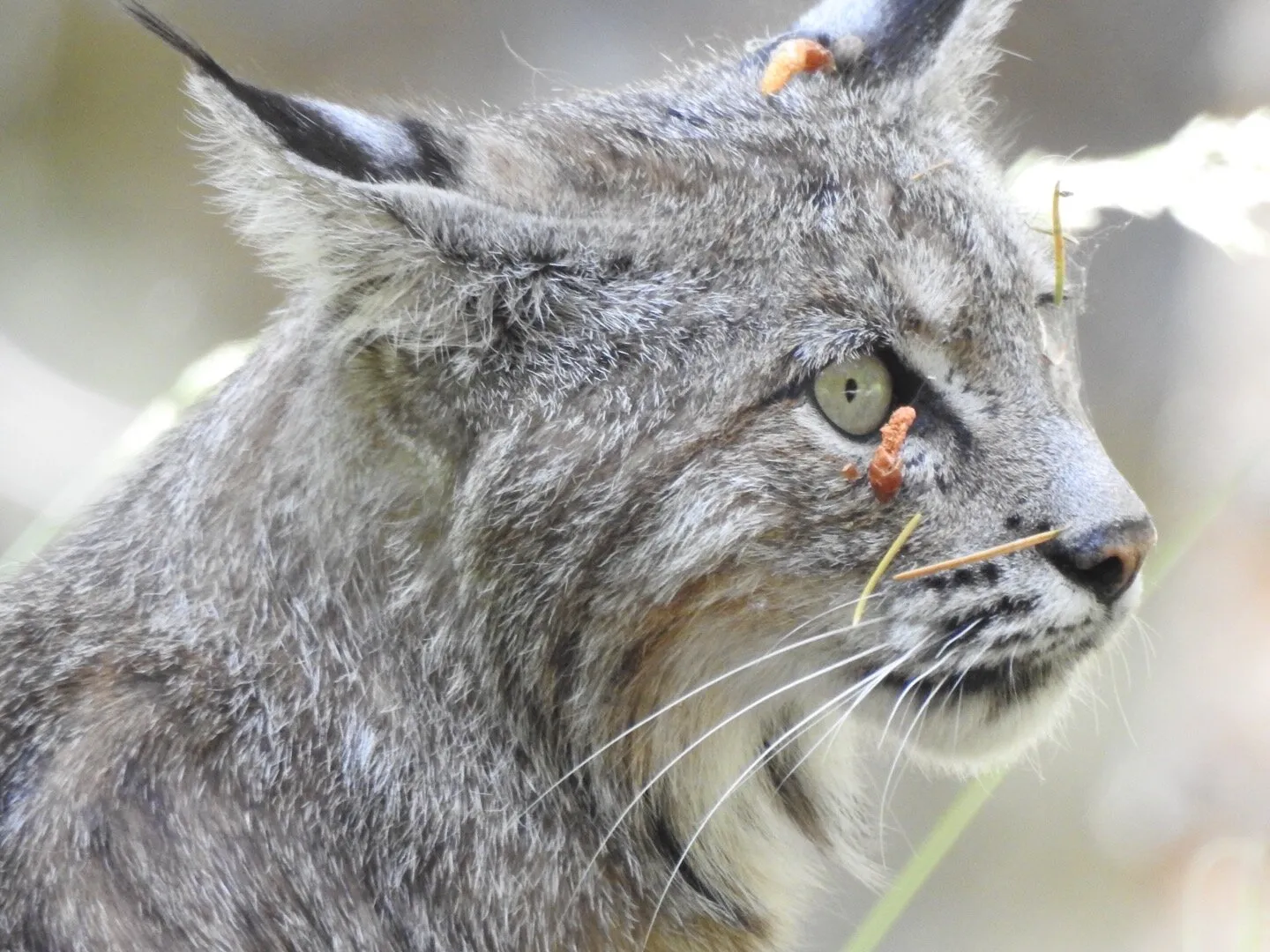 Bobcat