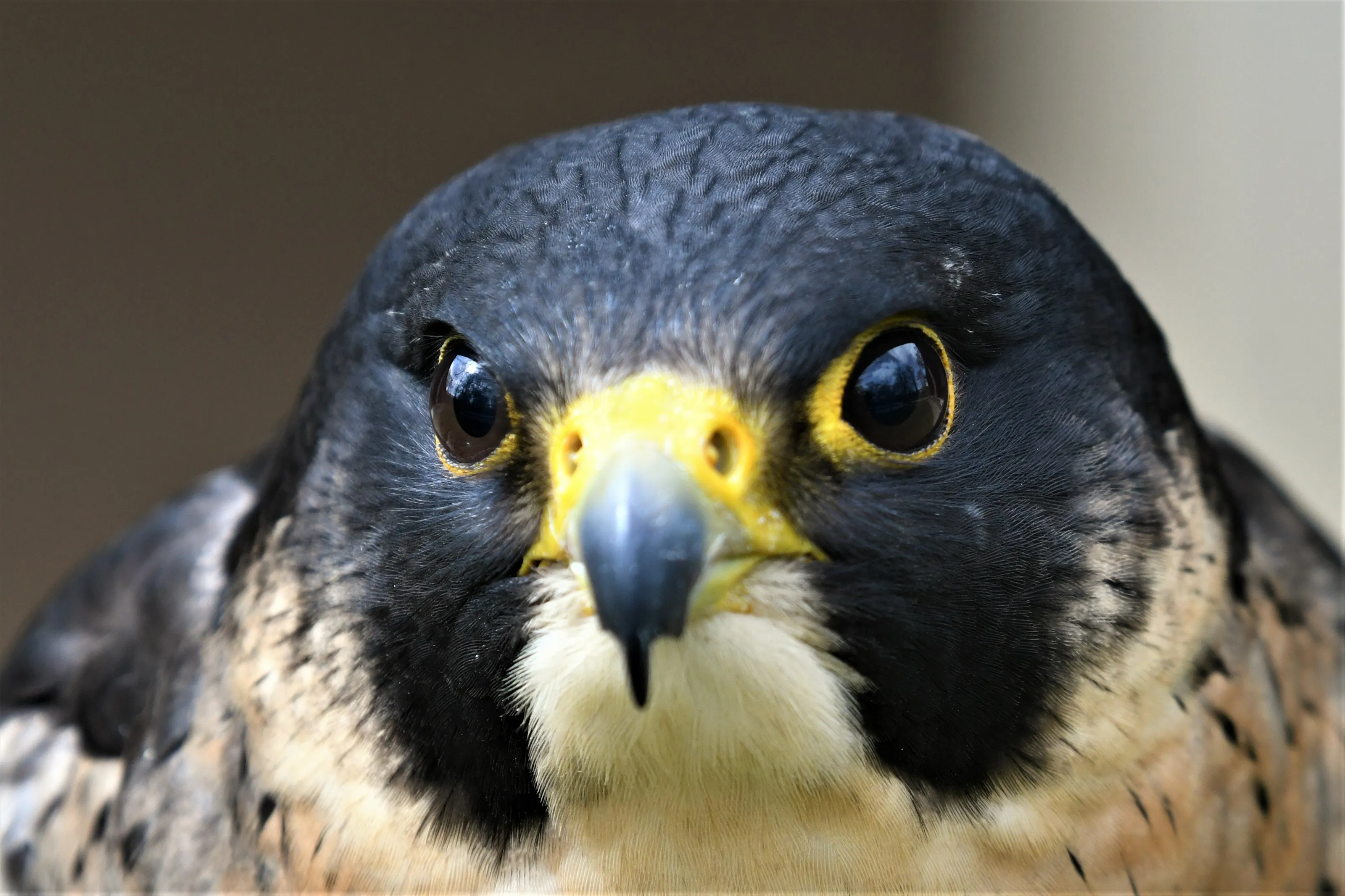 Peregrine Stare