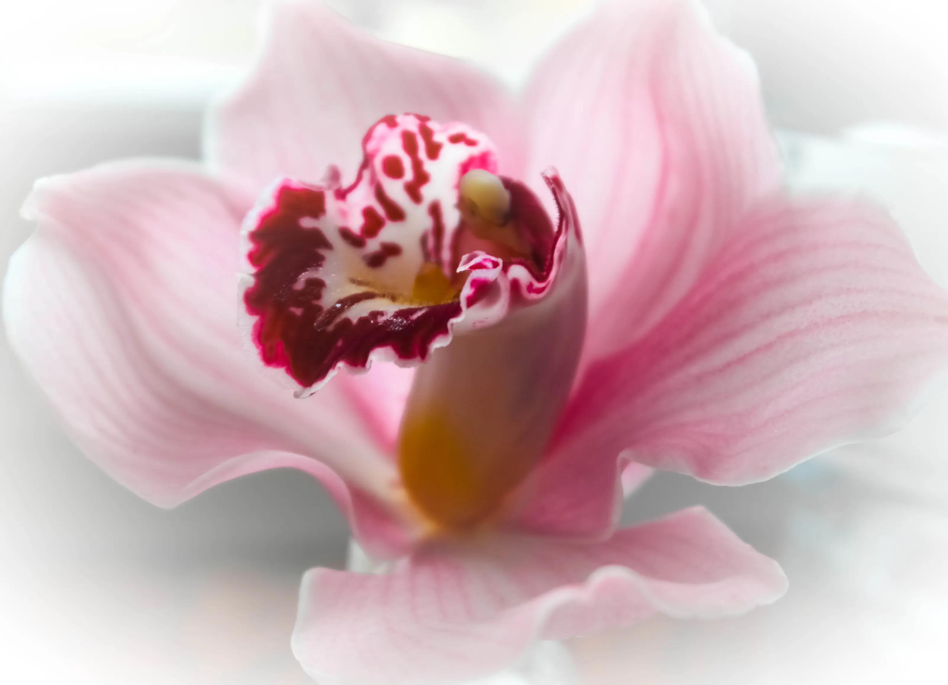 Orchid Pink Light