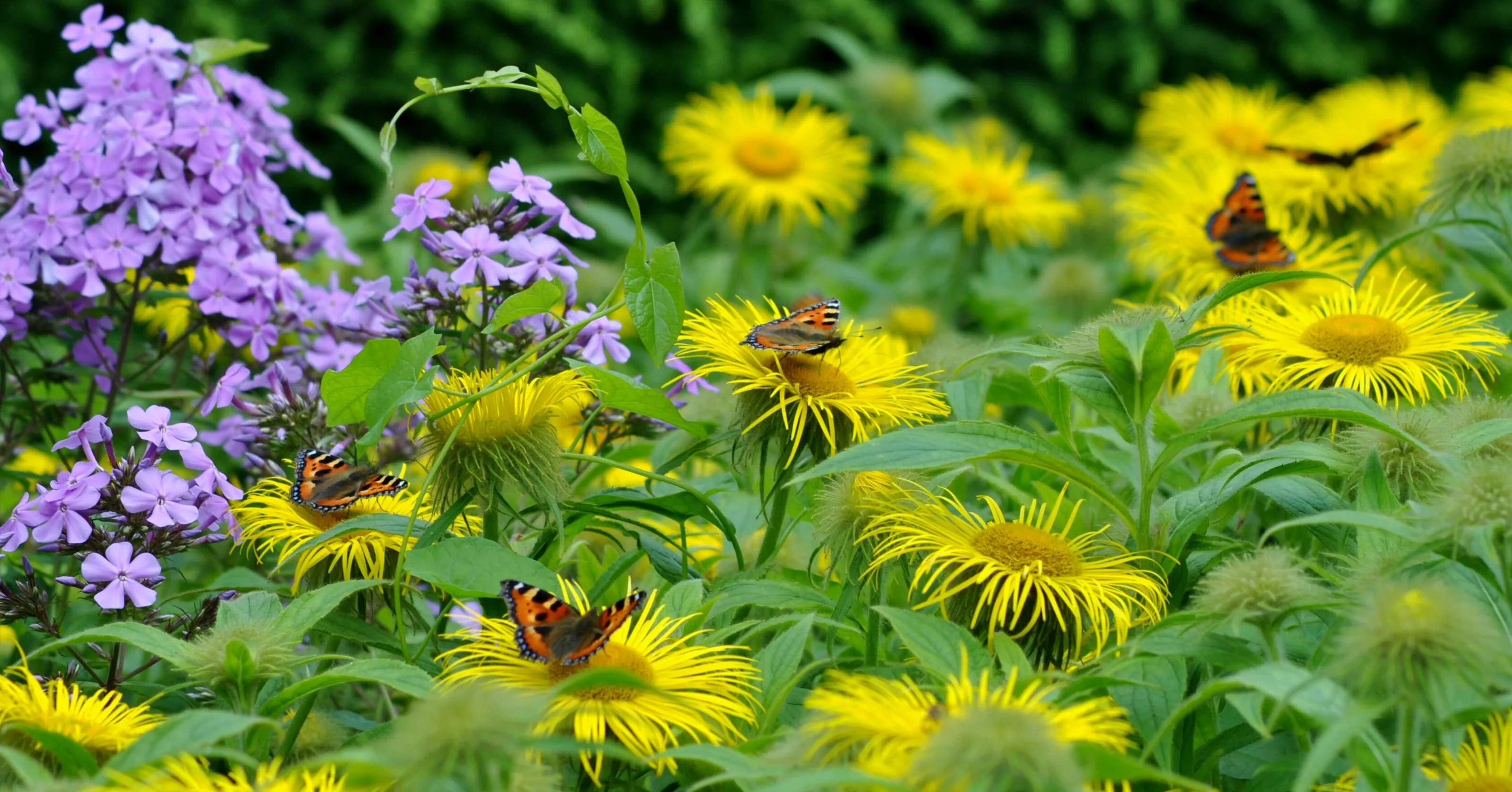 Butterflies resting