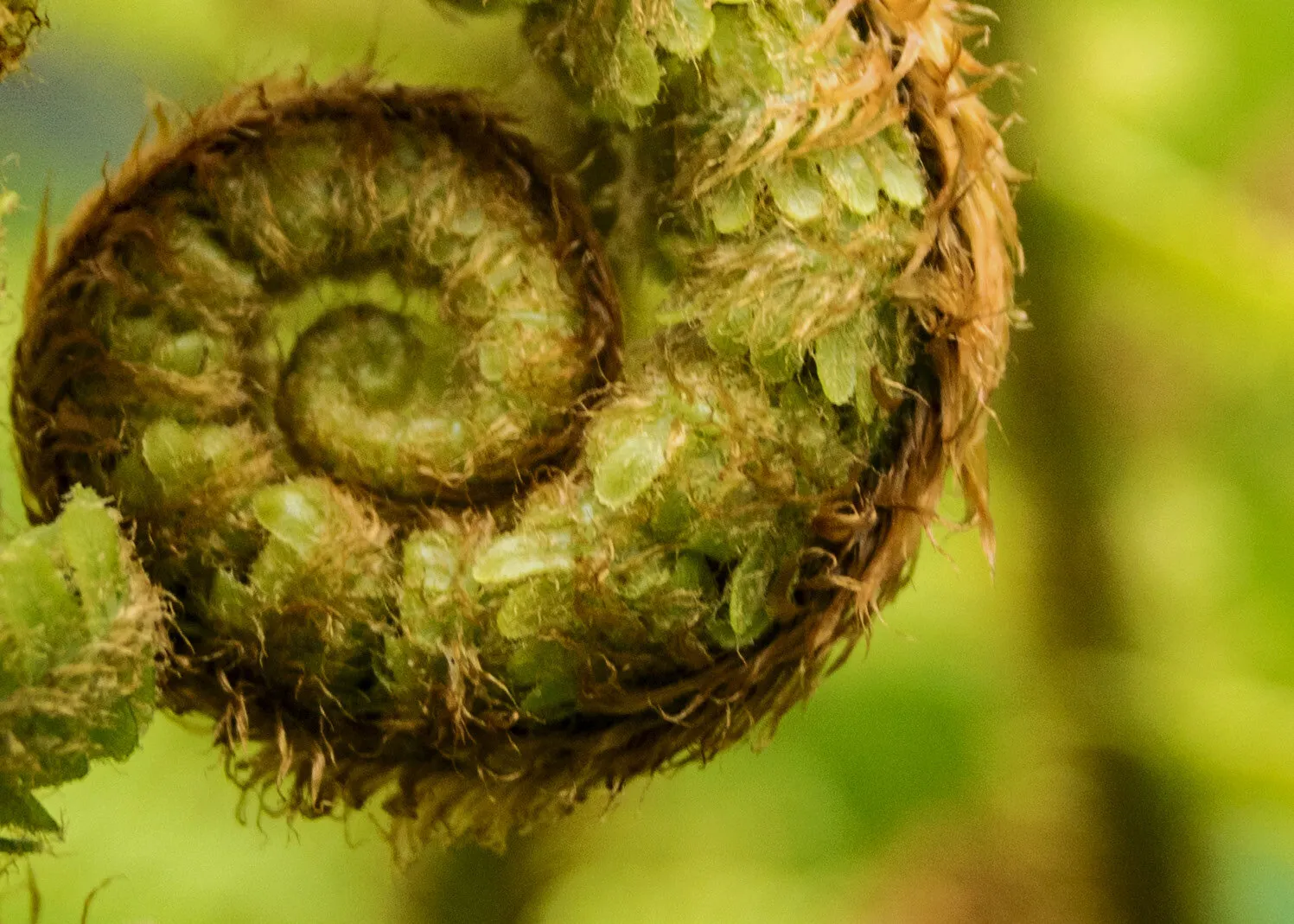 Unfurling Frond