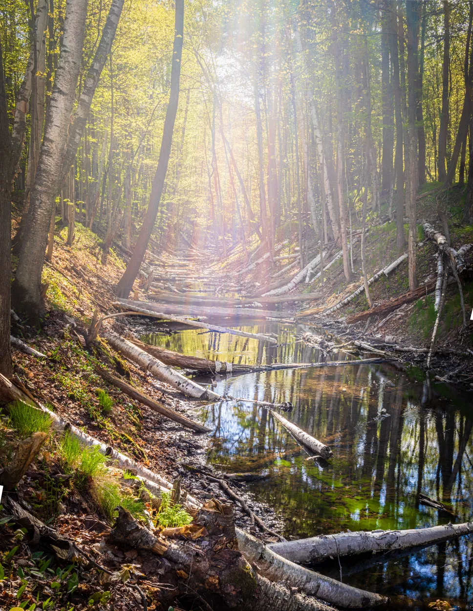 Entry 14271135