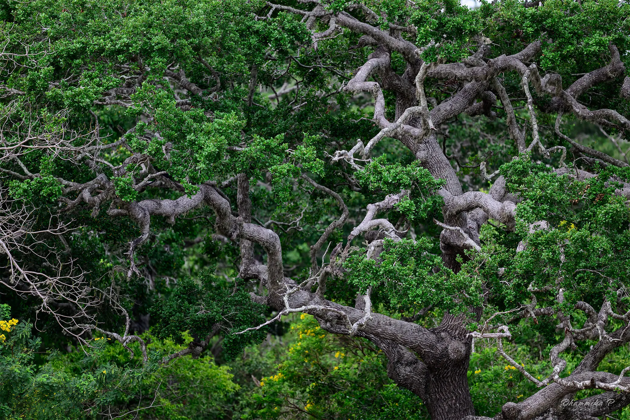 In the forest - Yala National Park