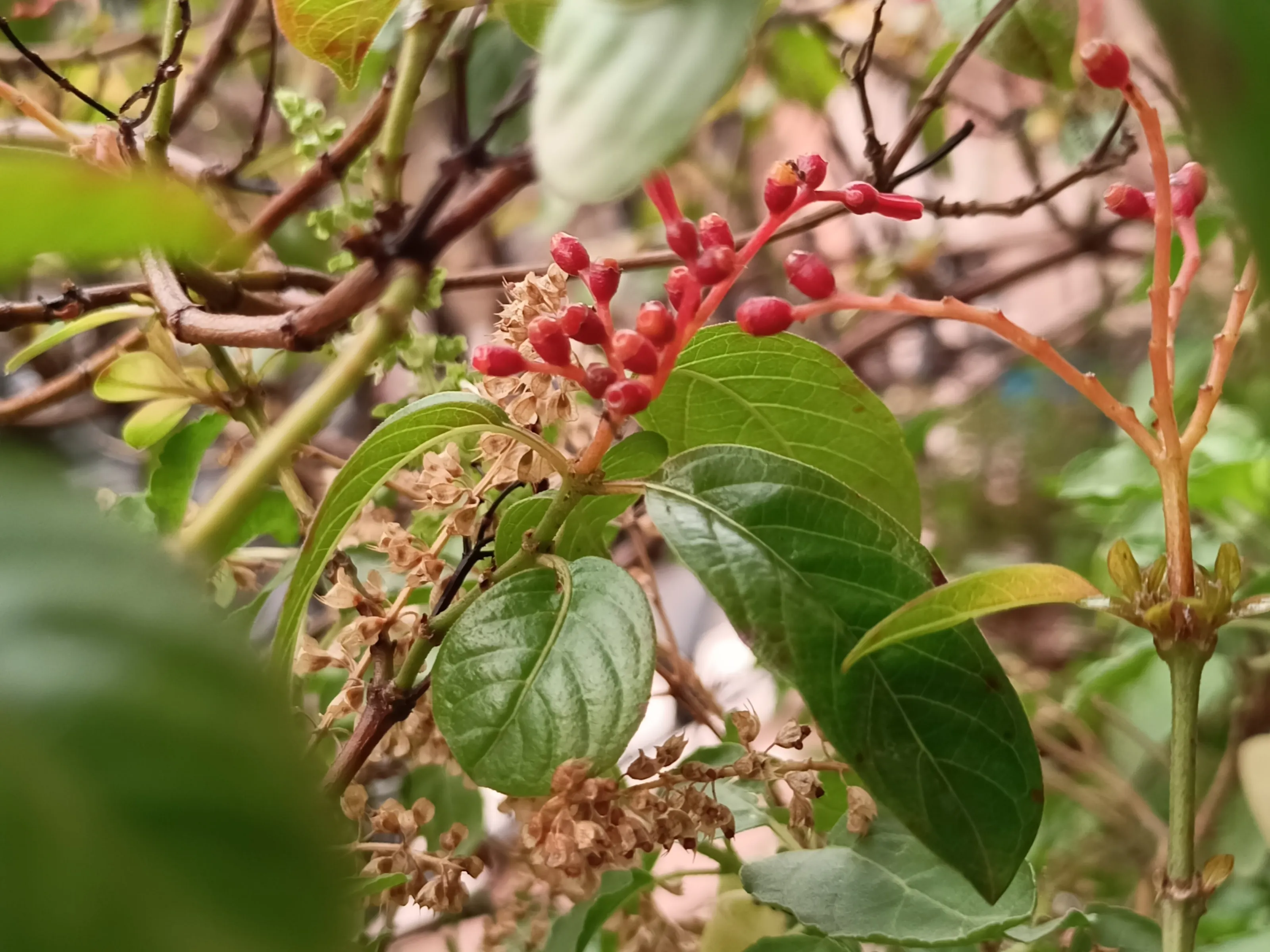 Flower behind leaves