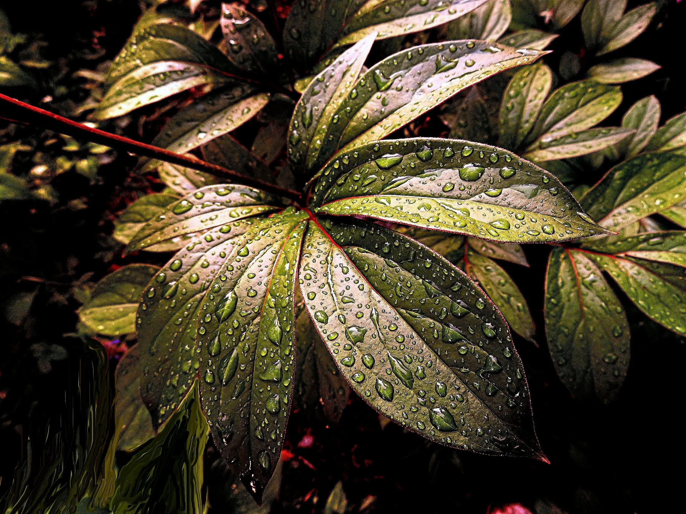 Wet leaves
