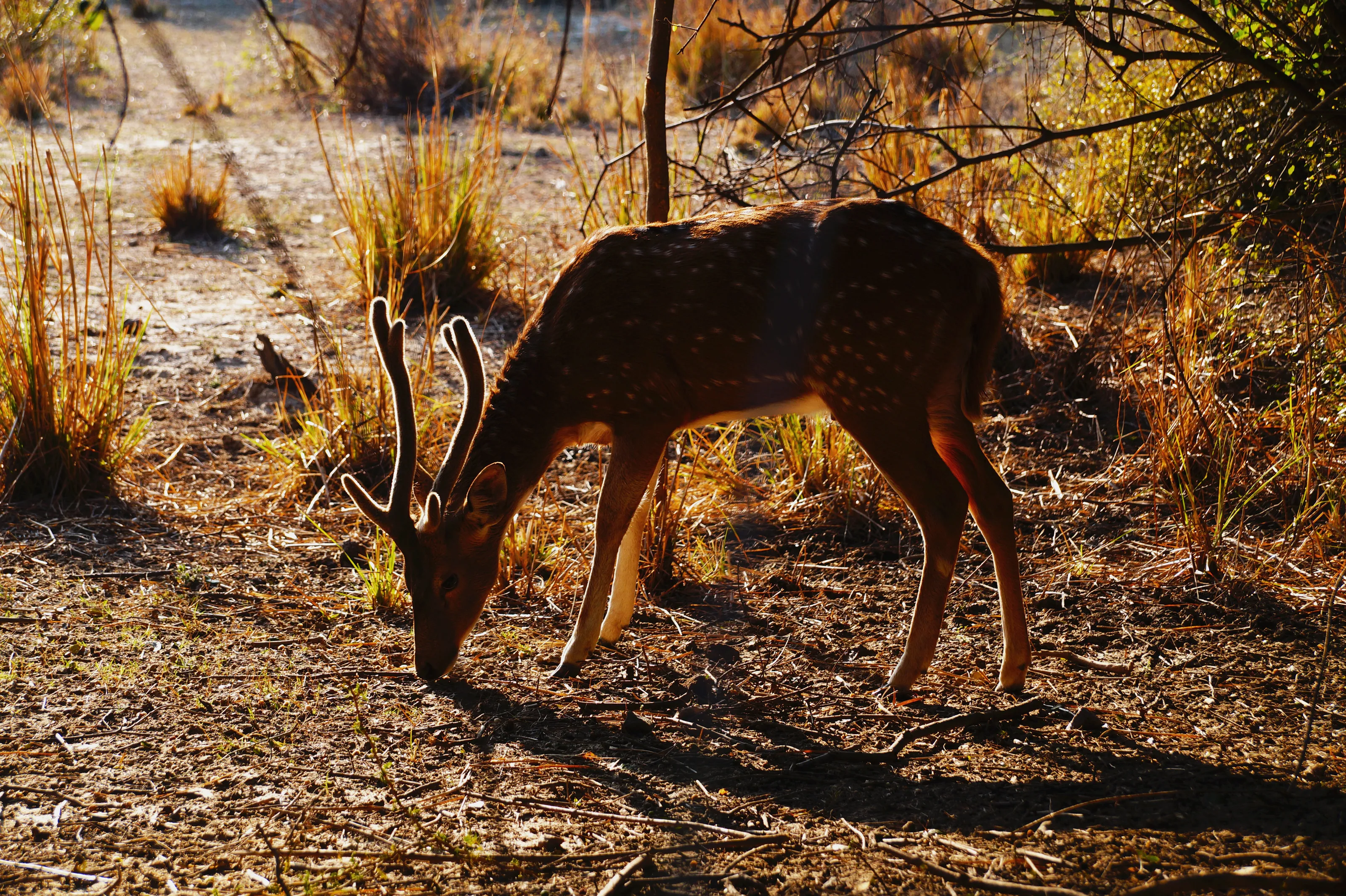 Silhouette Deer