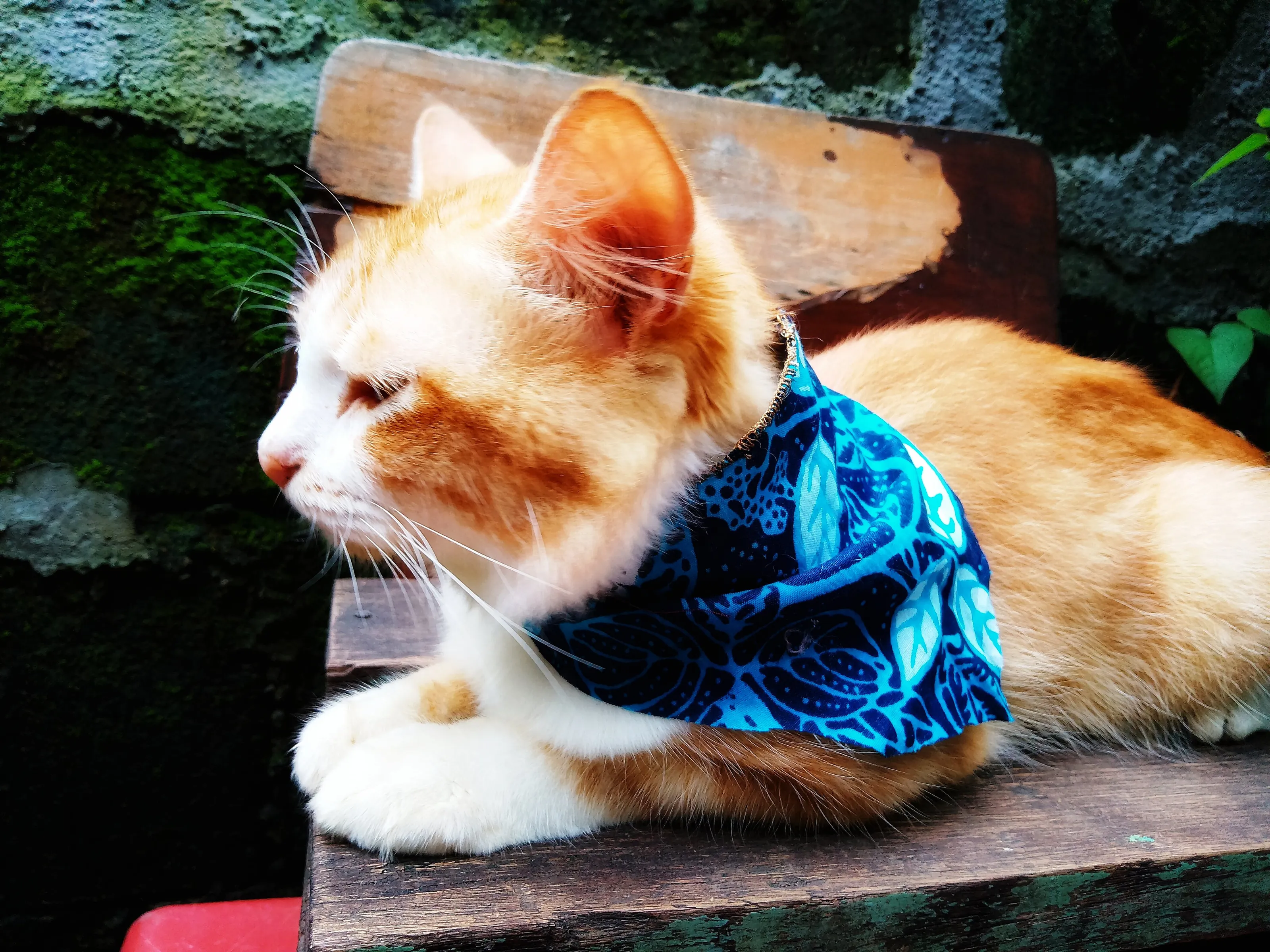Cat sitting