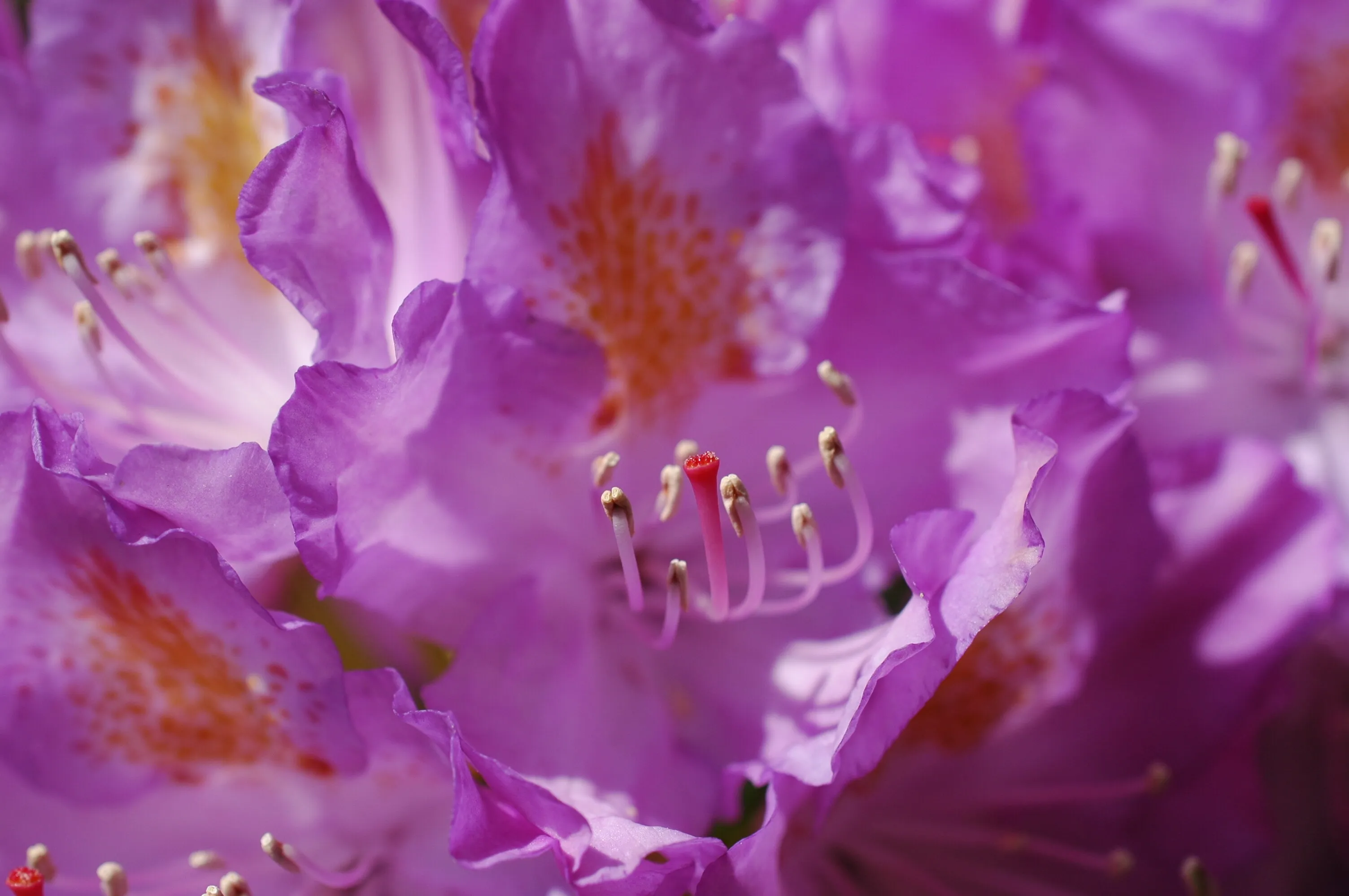Pink Flower