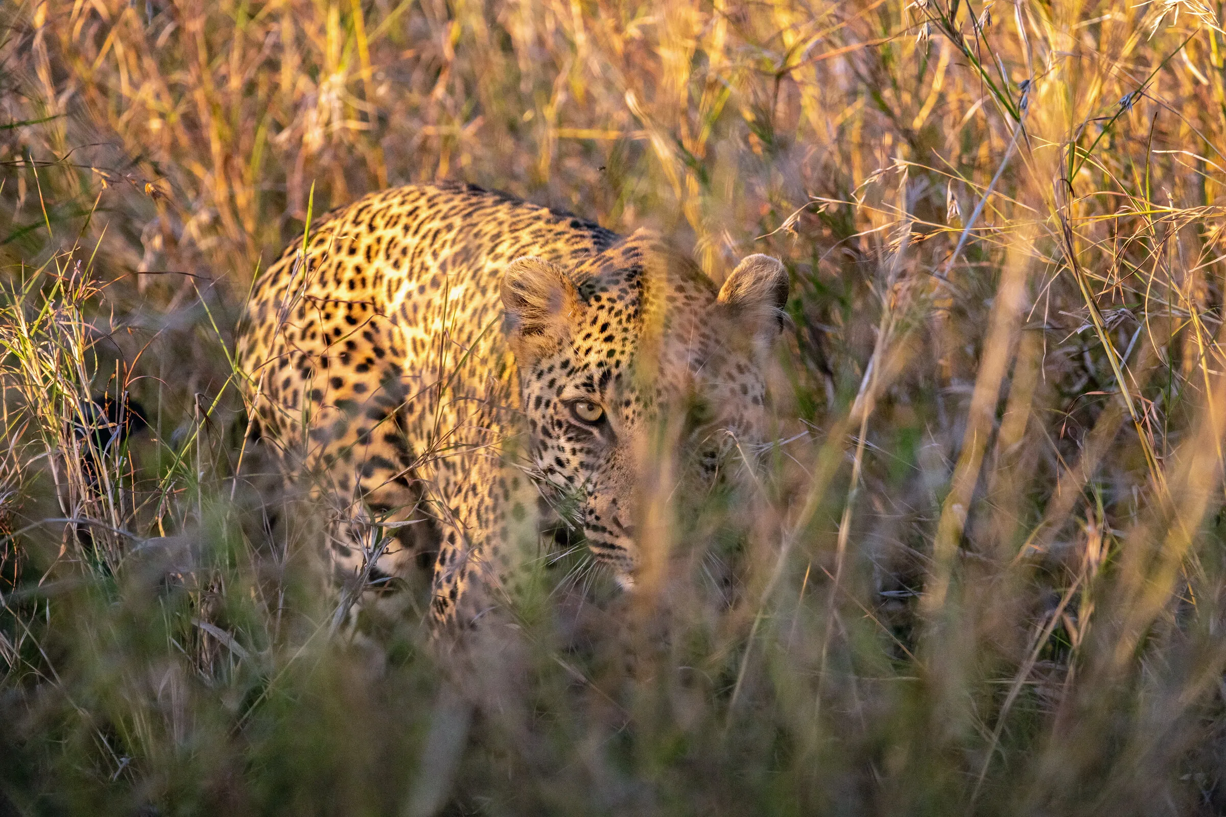 On the hunt