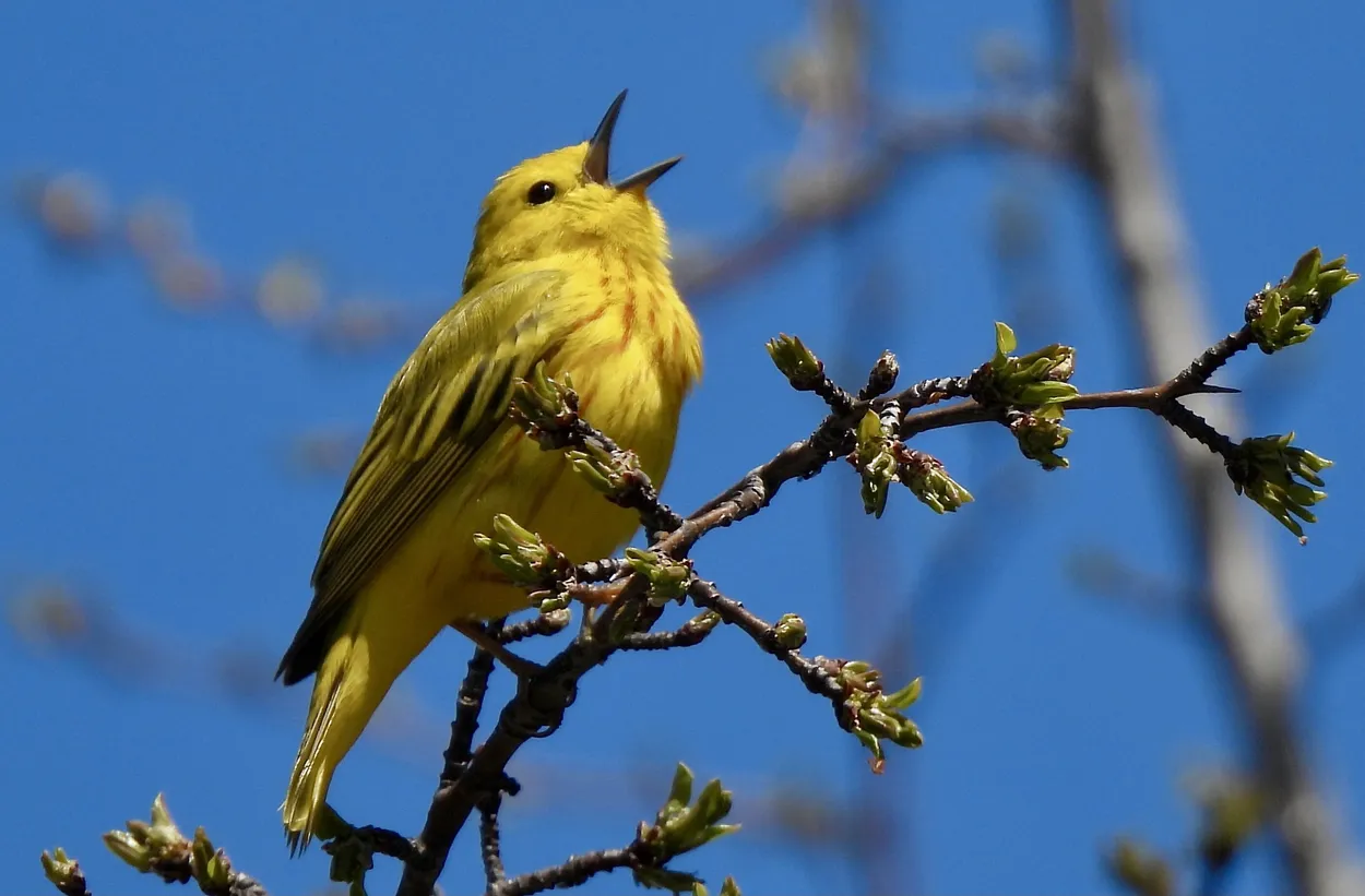 Entry 17387771