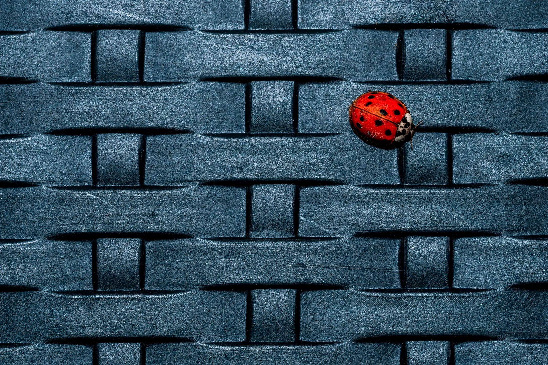 Ladybug