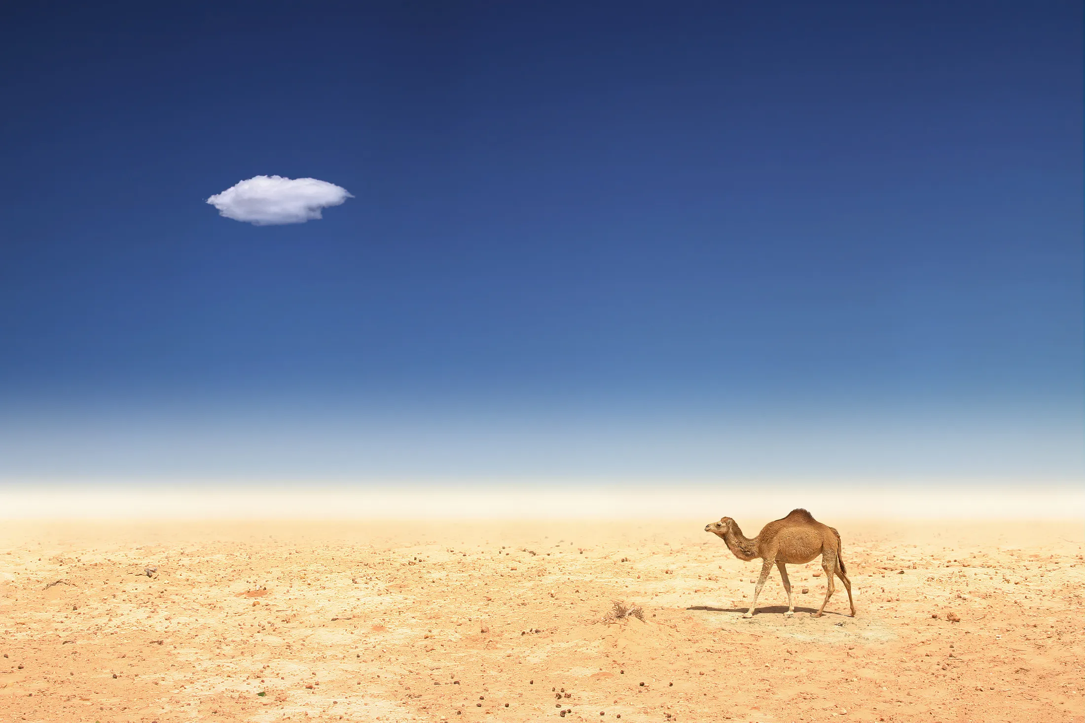 a cloud
