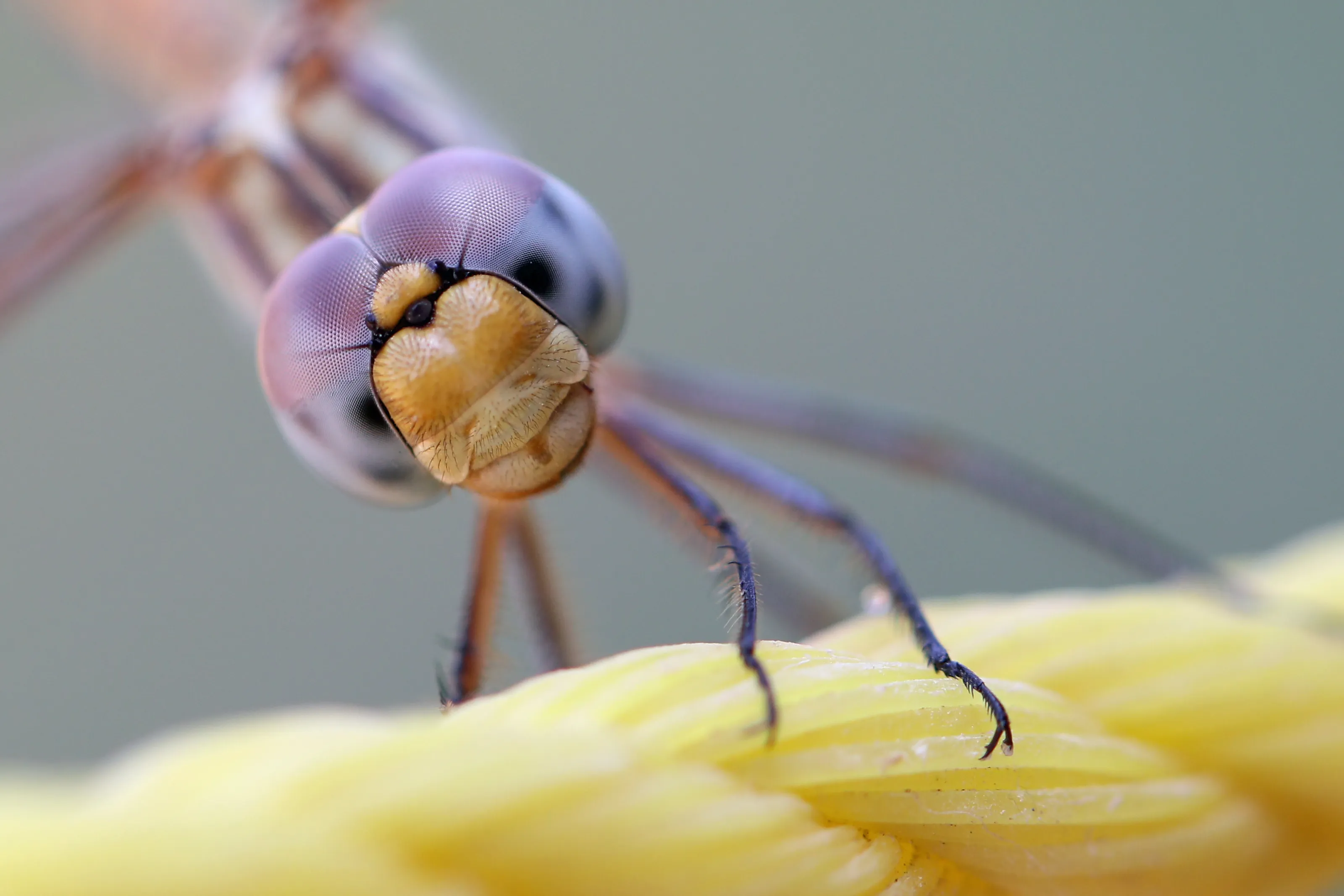 Dragonfly