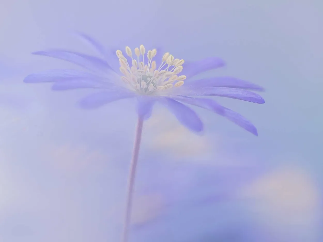 Anenome Blanda