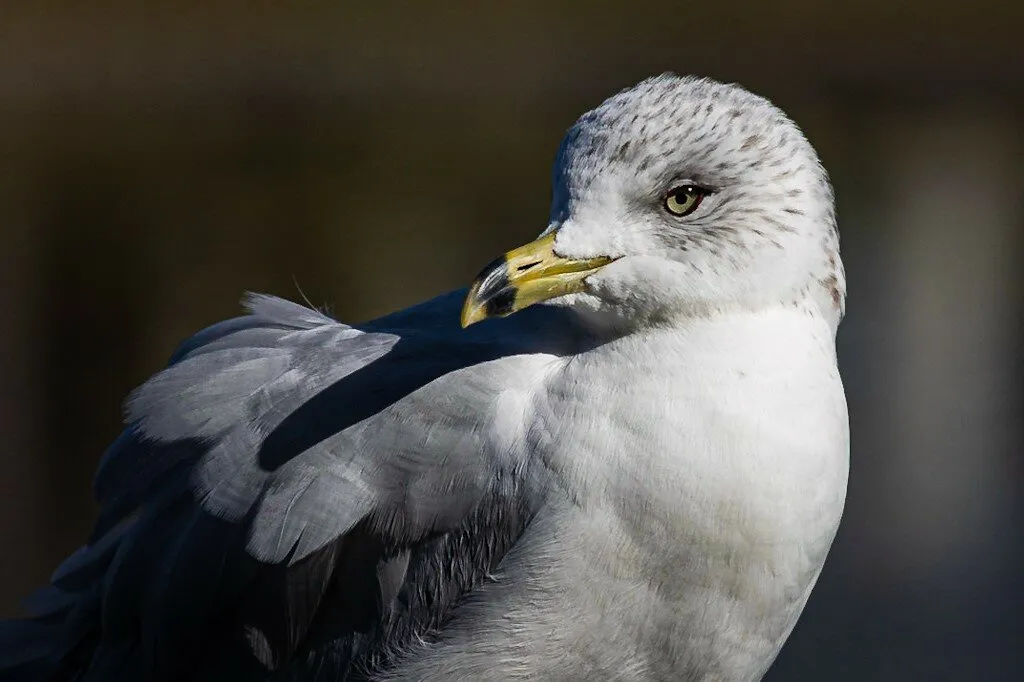 Gull