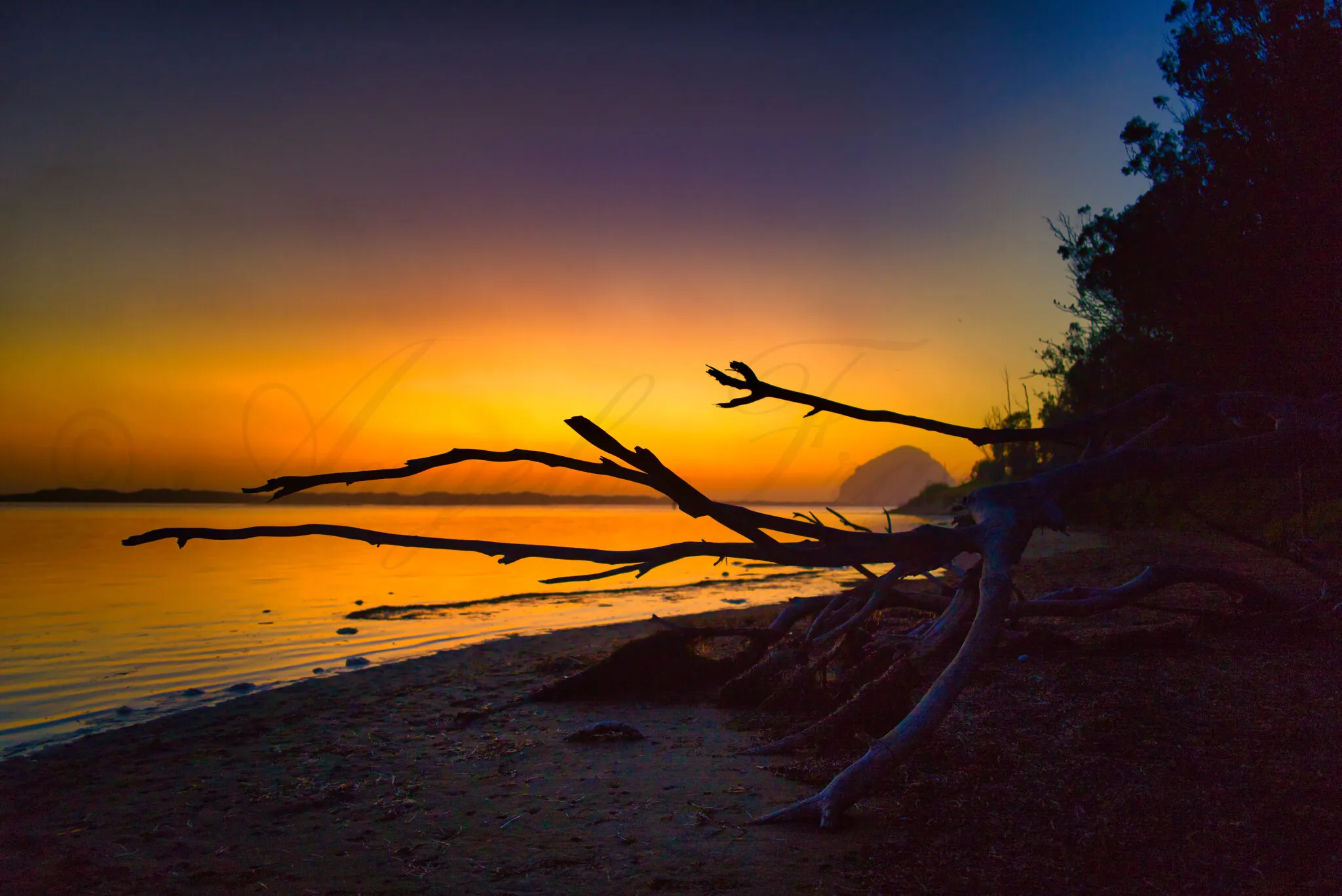 Dead Branches and Rock in the Sunset