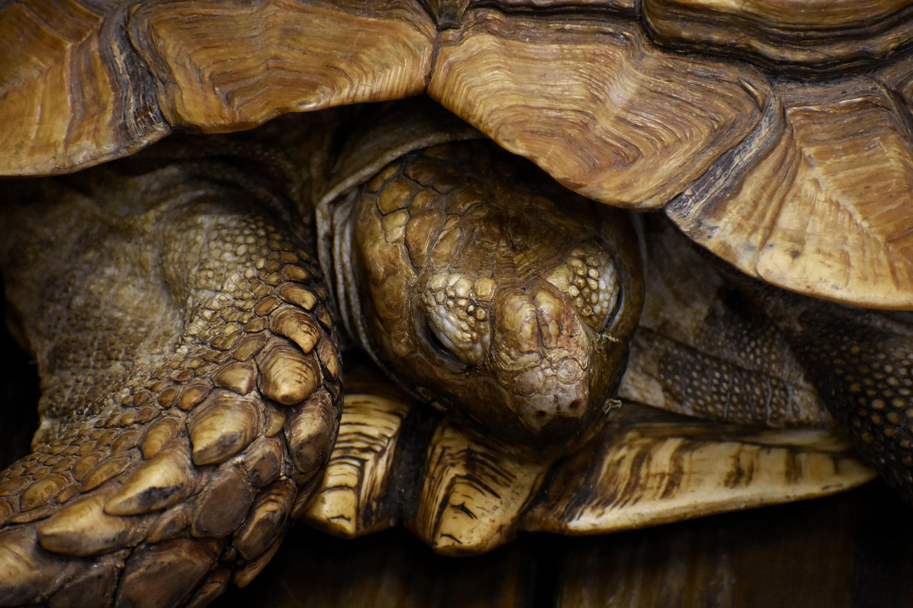 Tortoise Dreams