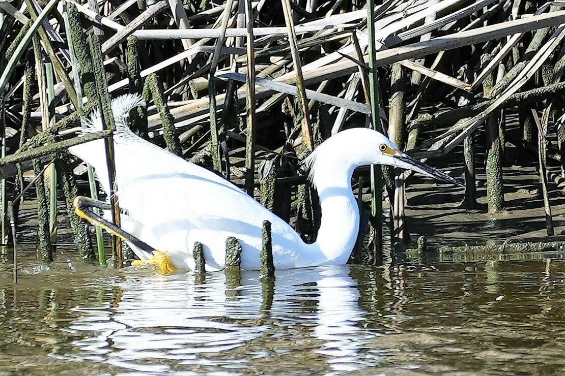 Snowy egret