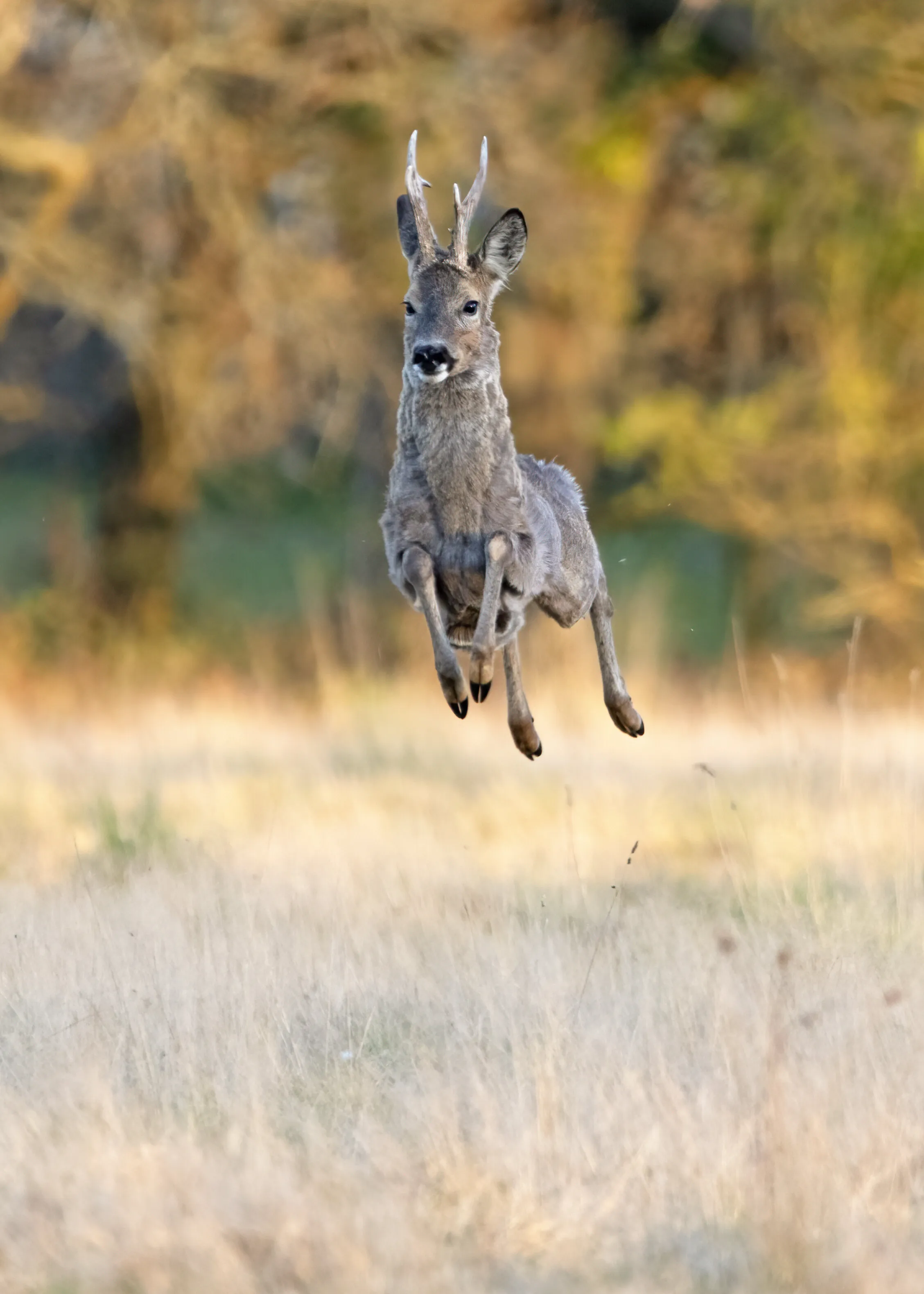 Bounding Roe Buck