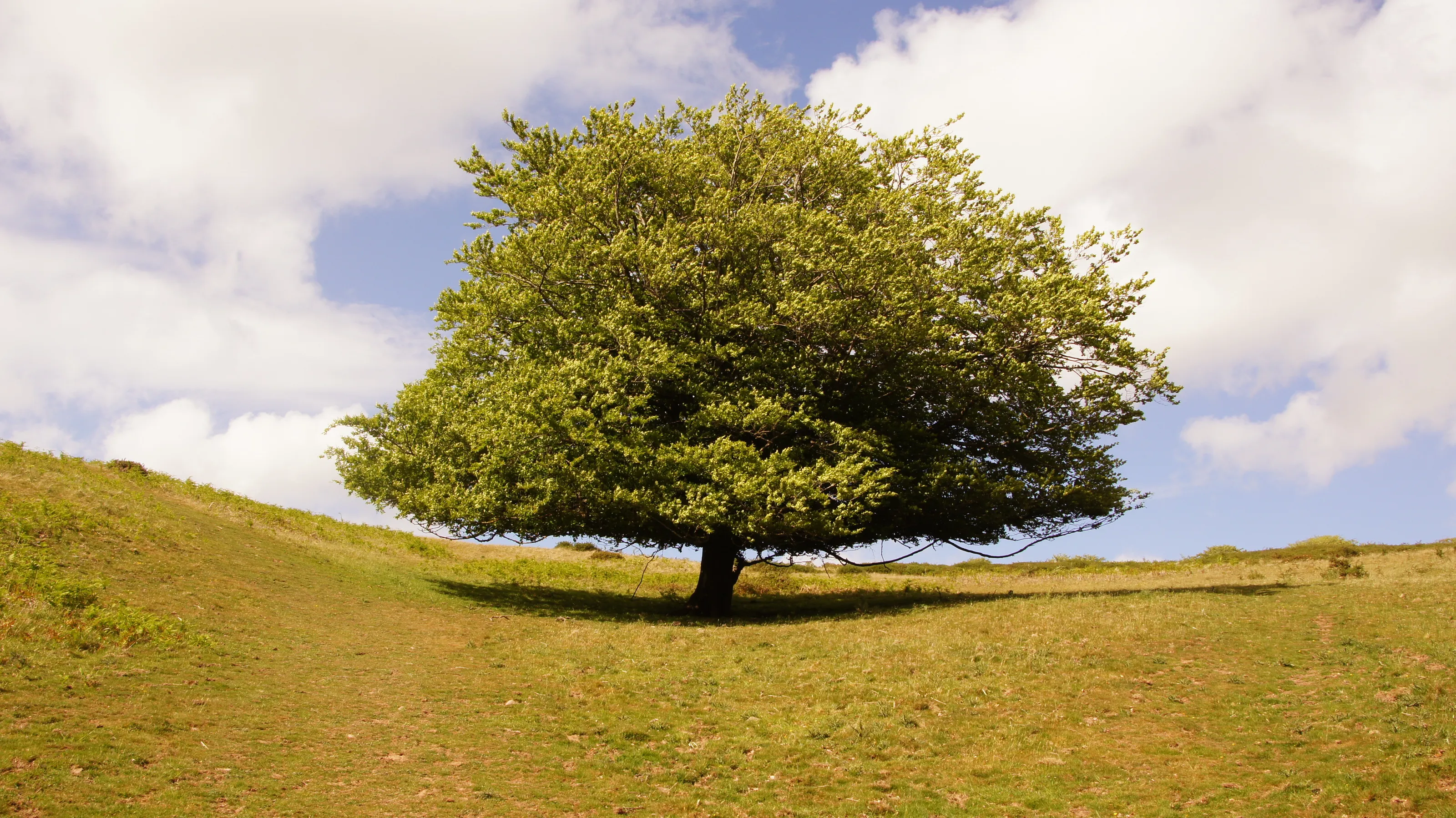Triscombe Stone Tree