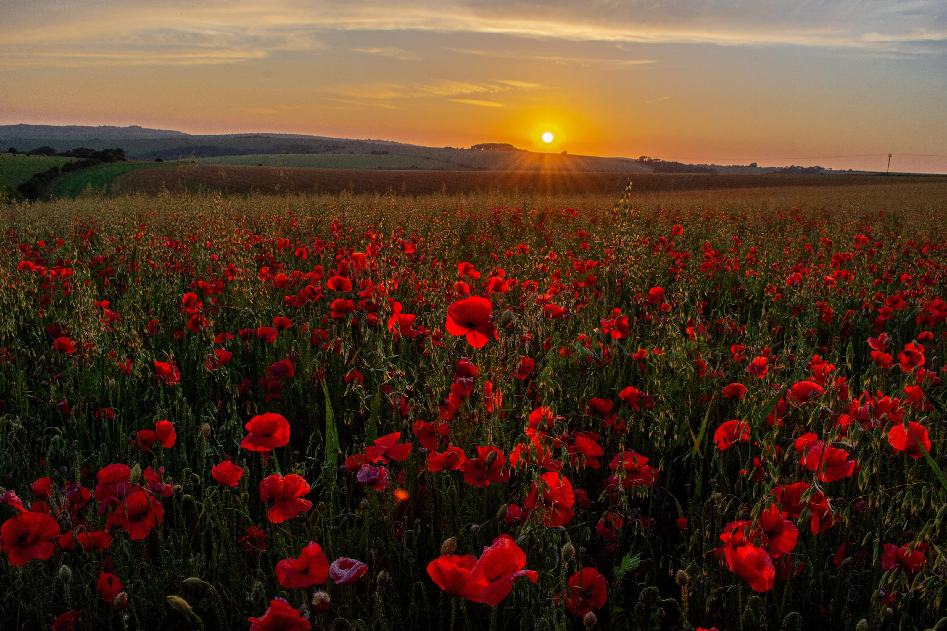 Poppies at sunset