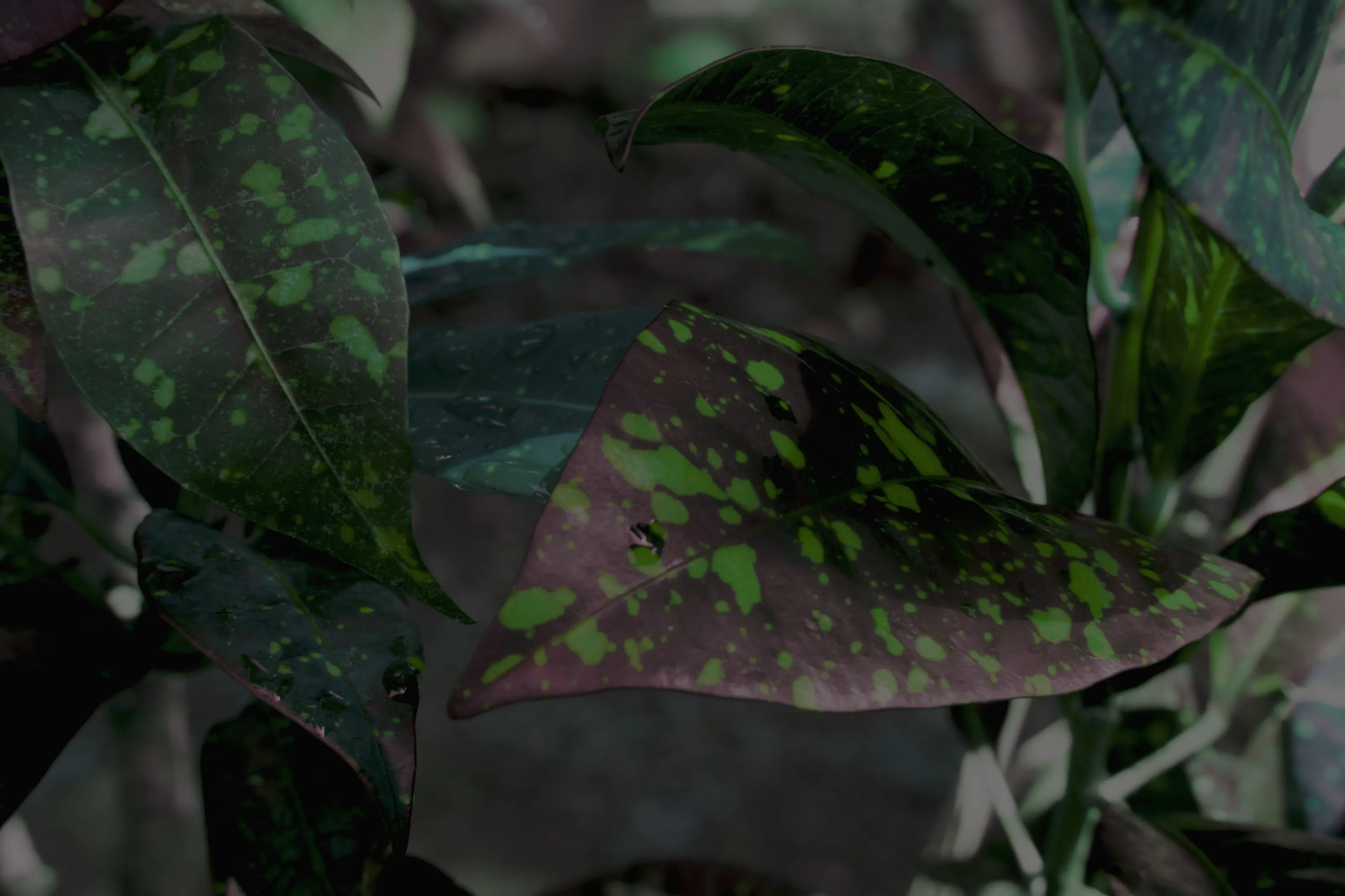 Banner image
