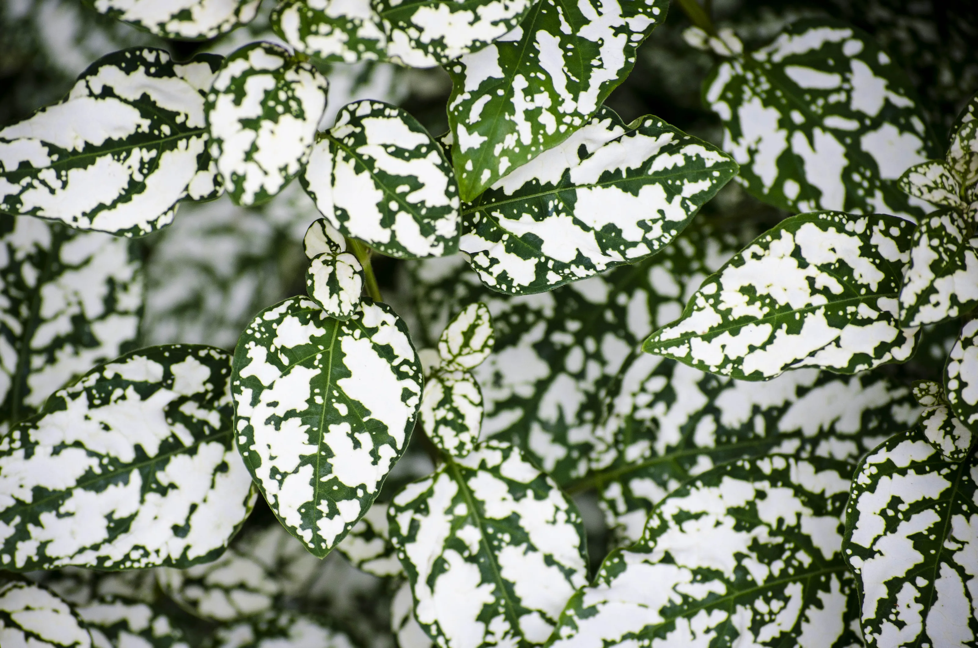 Natures Patterns