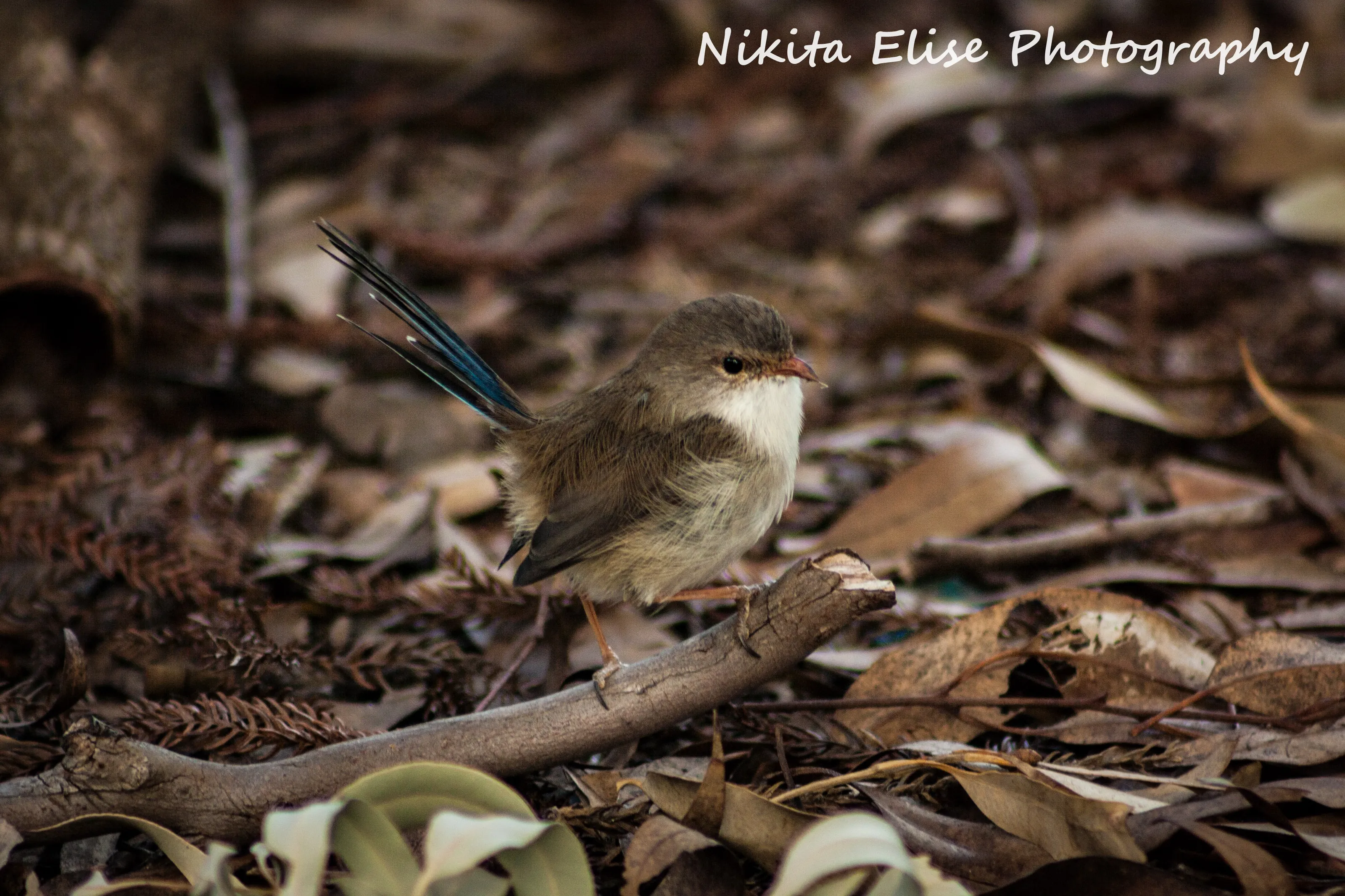 Jenny Wren
