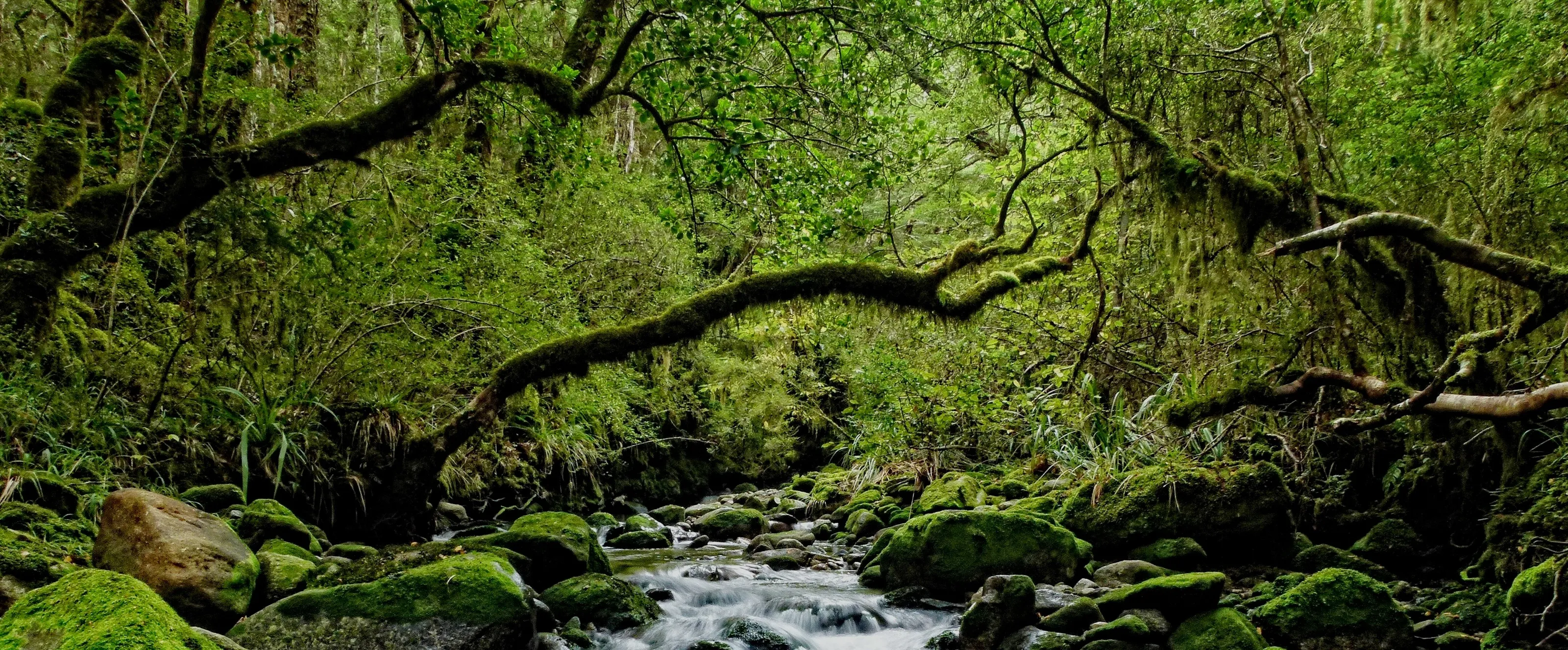 Rahu River (banner crop)